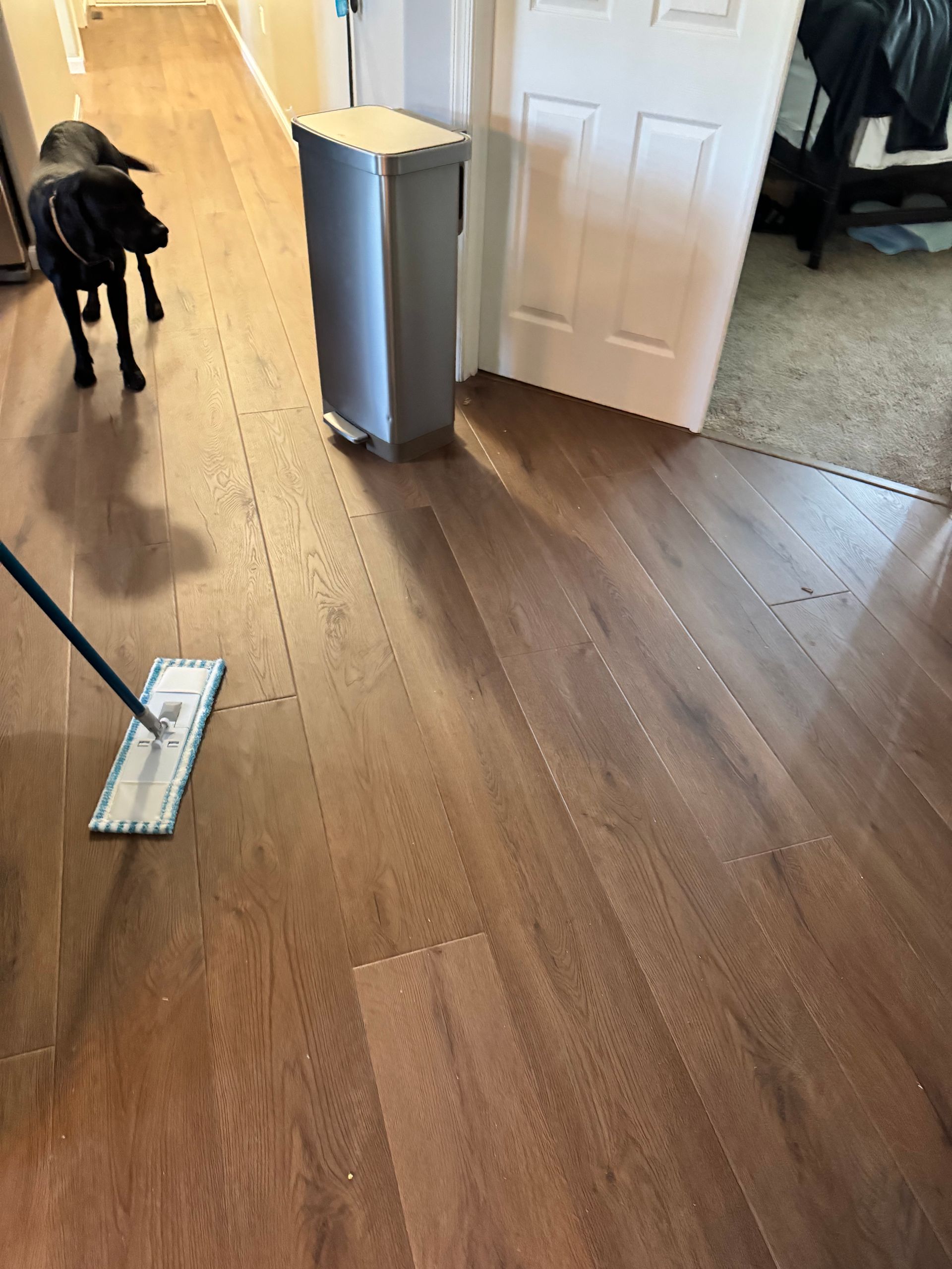 A dog on a hardwood floor near a mop, doorway, and a gray air purifier in a home interior