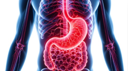 Human torso with highlighted stomach and intestines, in red against a blue background, illustrating the digestive system.