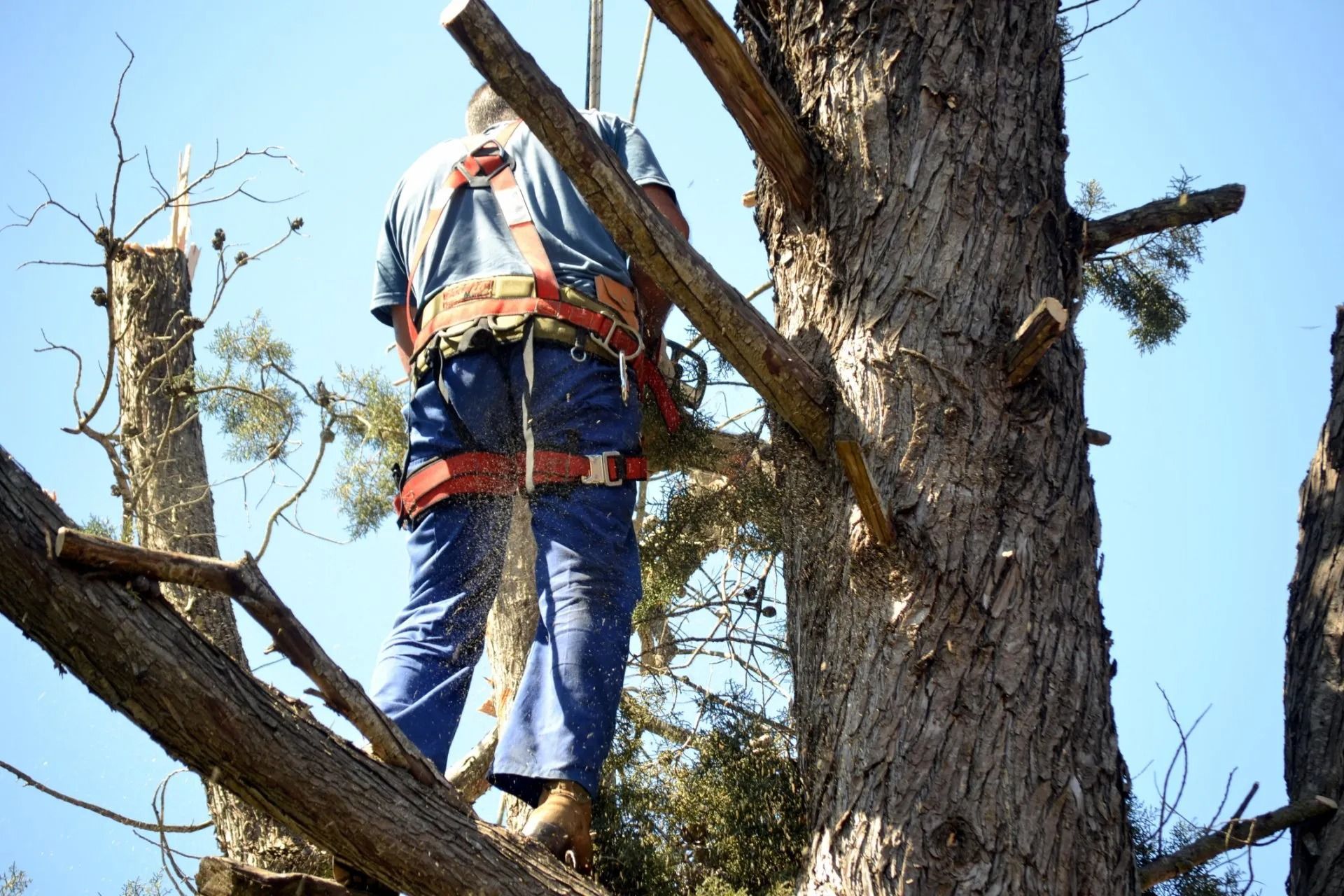 A worker in protective gear and a safety harness climbing a tree to perform maintenance against a bright blue sky.