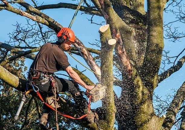An arborist in a hard hat and safety gear uses a chainsaw to trim branches from a large tree against a clear blue sky.