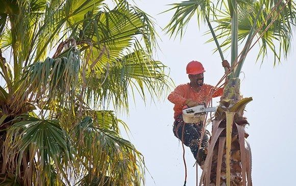 A worker wearing a hard hat and safety gear uses a chainsaw to trim a palm tree against a bright sky.