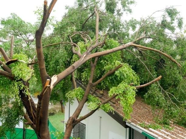 A tree with broken branches leaning over the roof of a white building after a storm.