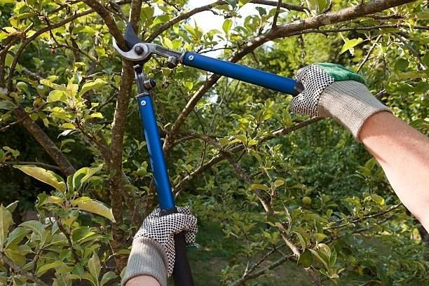A person wearing work gloves uses blue-handled loppers to trim a tree branch in a garden setting.