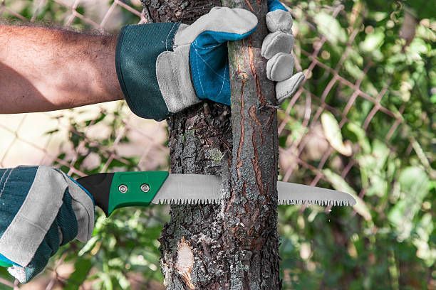 A person wearing gloves uses a handheld pruning saw to cut a branch from a tree outdoors.