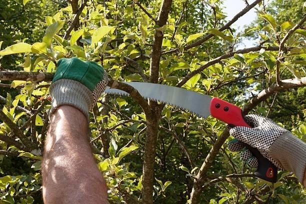 A person wearing gloves uses a curved pruning saw to cut a tree branch in a garden setting.