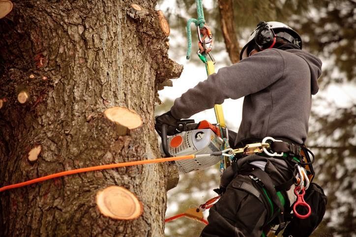 A tree climber in a harness and protective gear uses a chainsaw to prune branches on a large tree trunk.