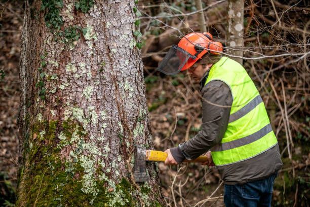 A person in a high-visibility vest and safety helmet uses an axe to chop into a mossy tree trunk in a wooded area.