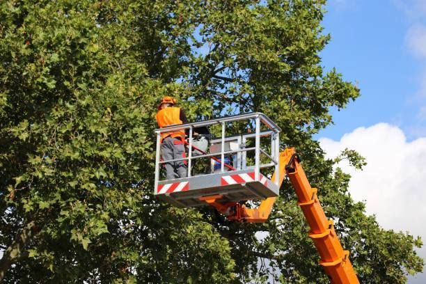 A worker in an orange vest trims a large tree from the elevated metal platform of an orange hydraulic lift.