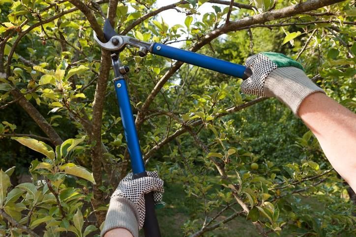 A person wearing gloves uses blue-handled loppers to prune a branch on a leafy tree.
