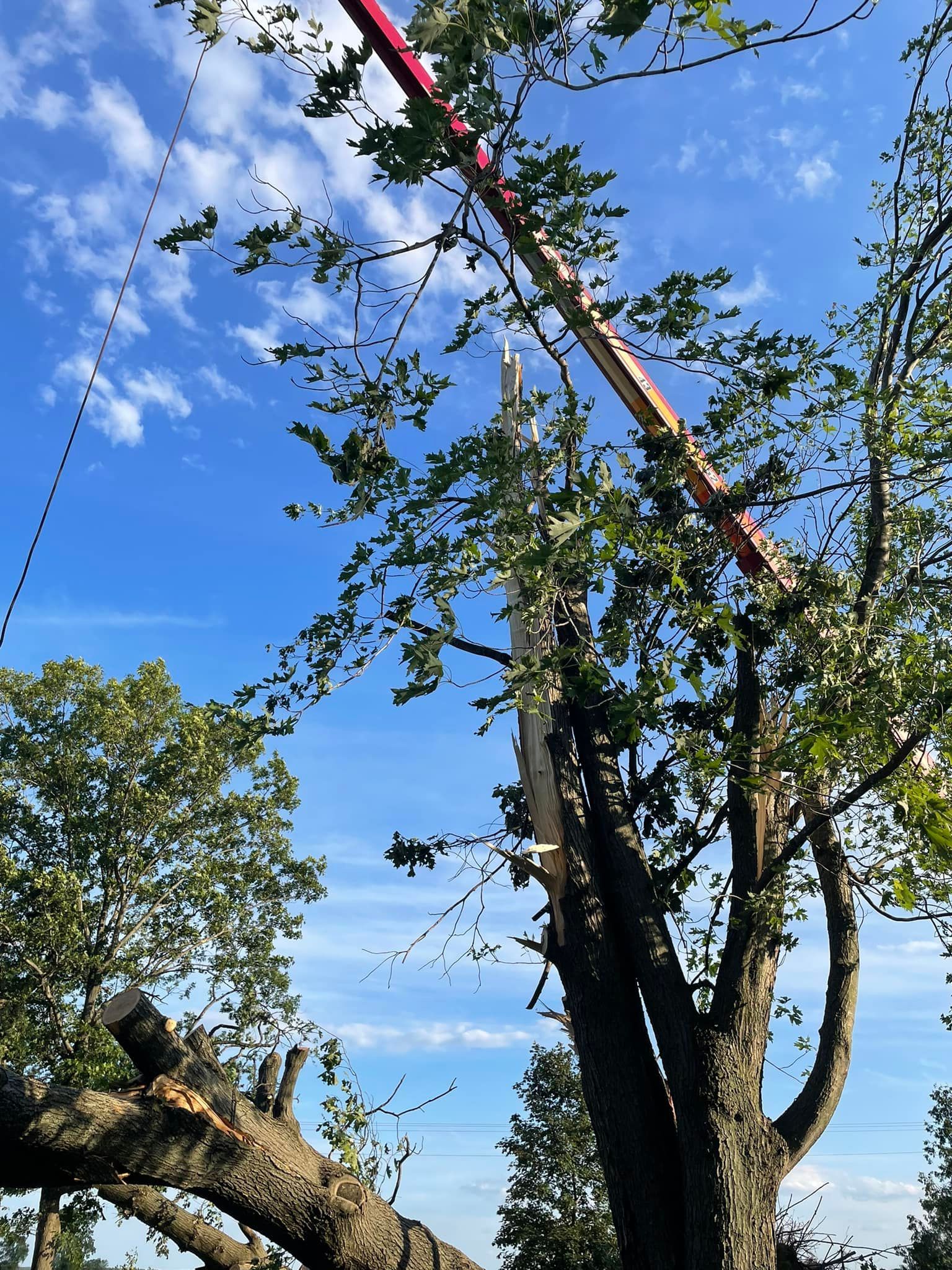 A mechanical lift arm extends into the canopy of a large tree being trimmed against a bright blue sky.