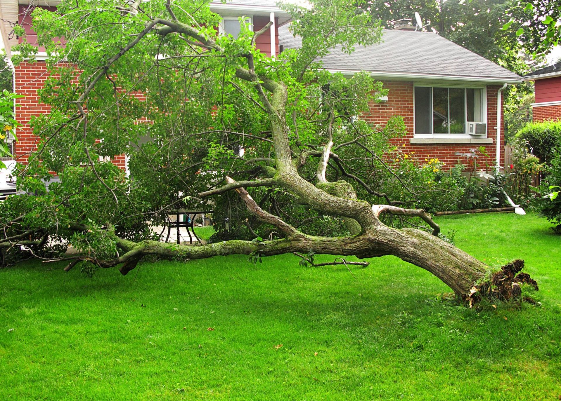 A large tree has fallen onto a grassy lawn in front of a red brick house.