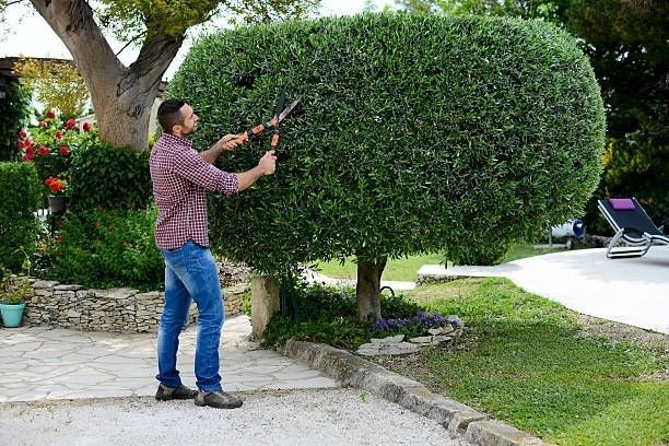 A person in a plaid shirt trims a round, dense shrub with hedge shears in a sunny garden.