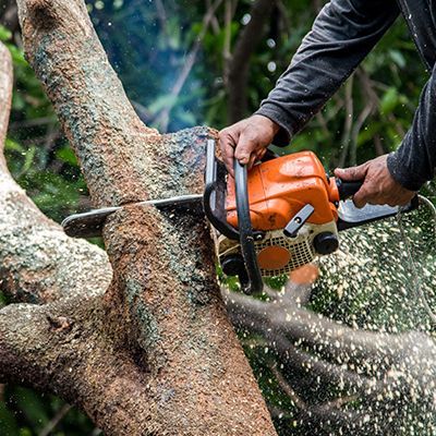 Tree Removal