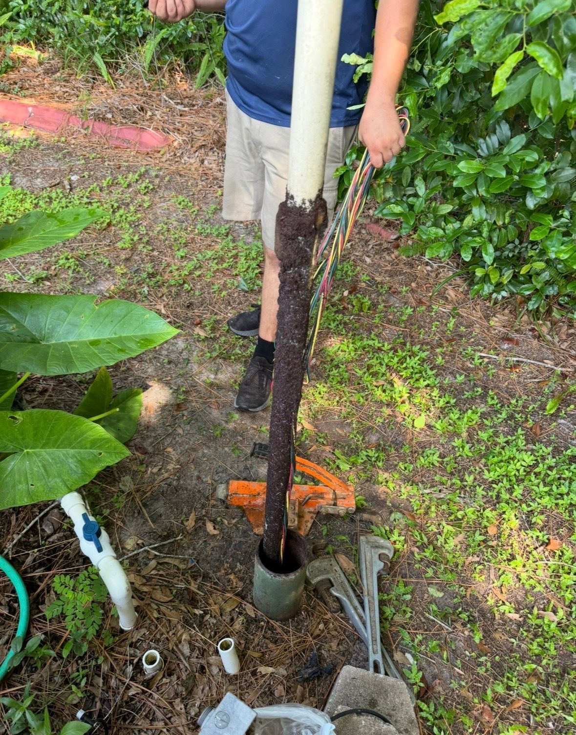Person lifting a sapling from a garden hole with a shovel nearby