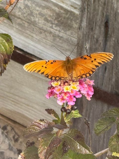 Orange butterfly on pink flowers against a weathered wooden background