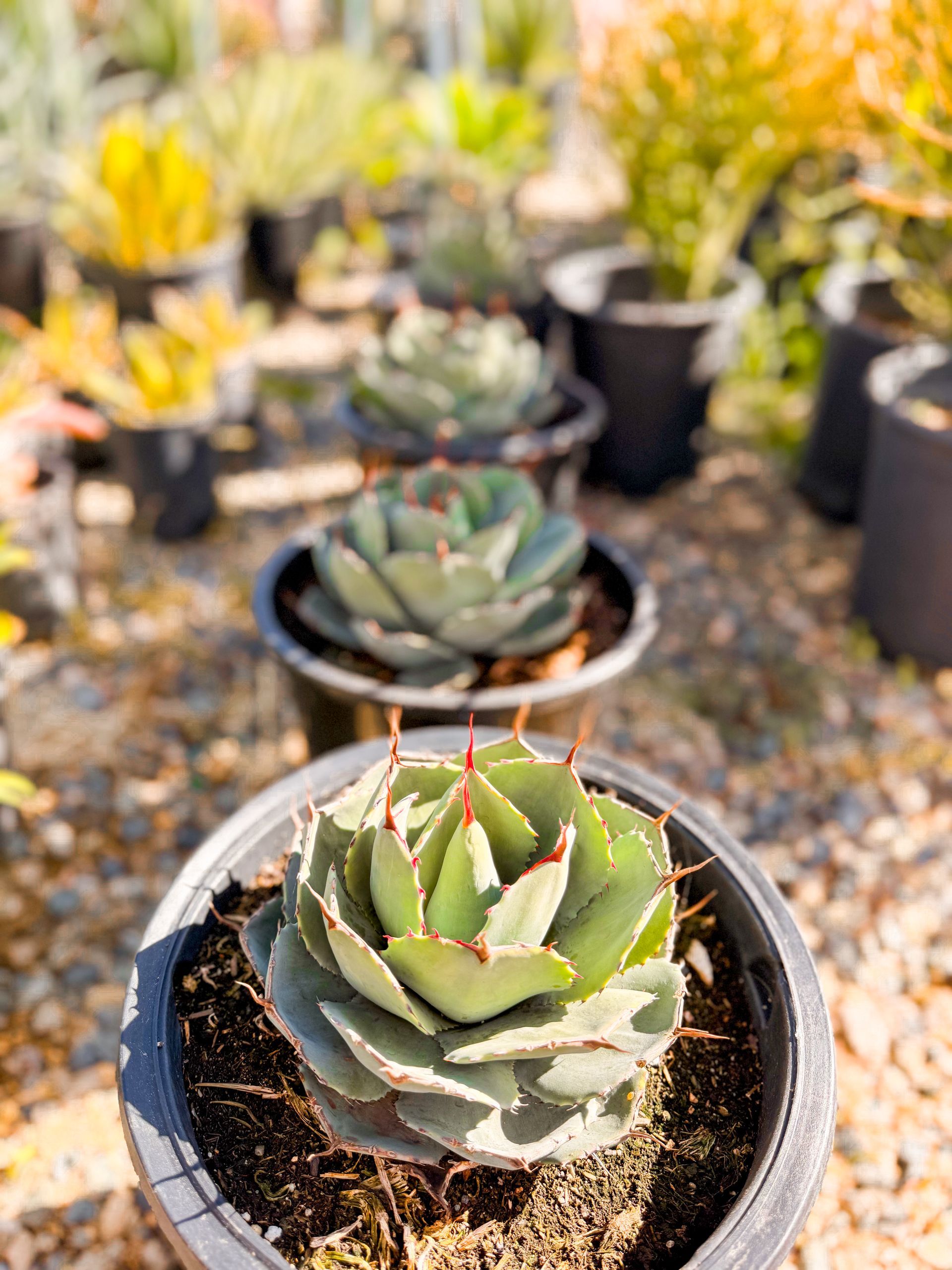 Succulent plants in black pots, arranged in a row outdoors. Green and red-tipped leaves visible.