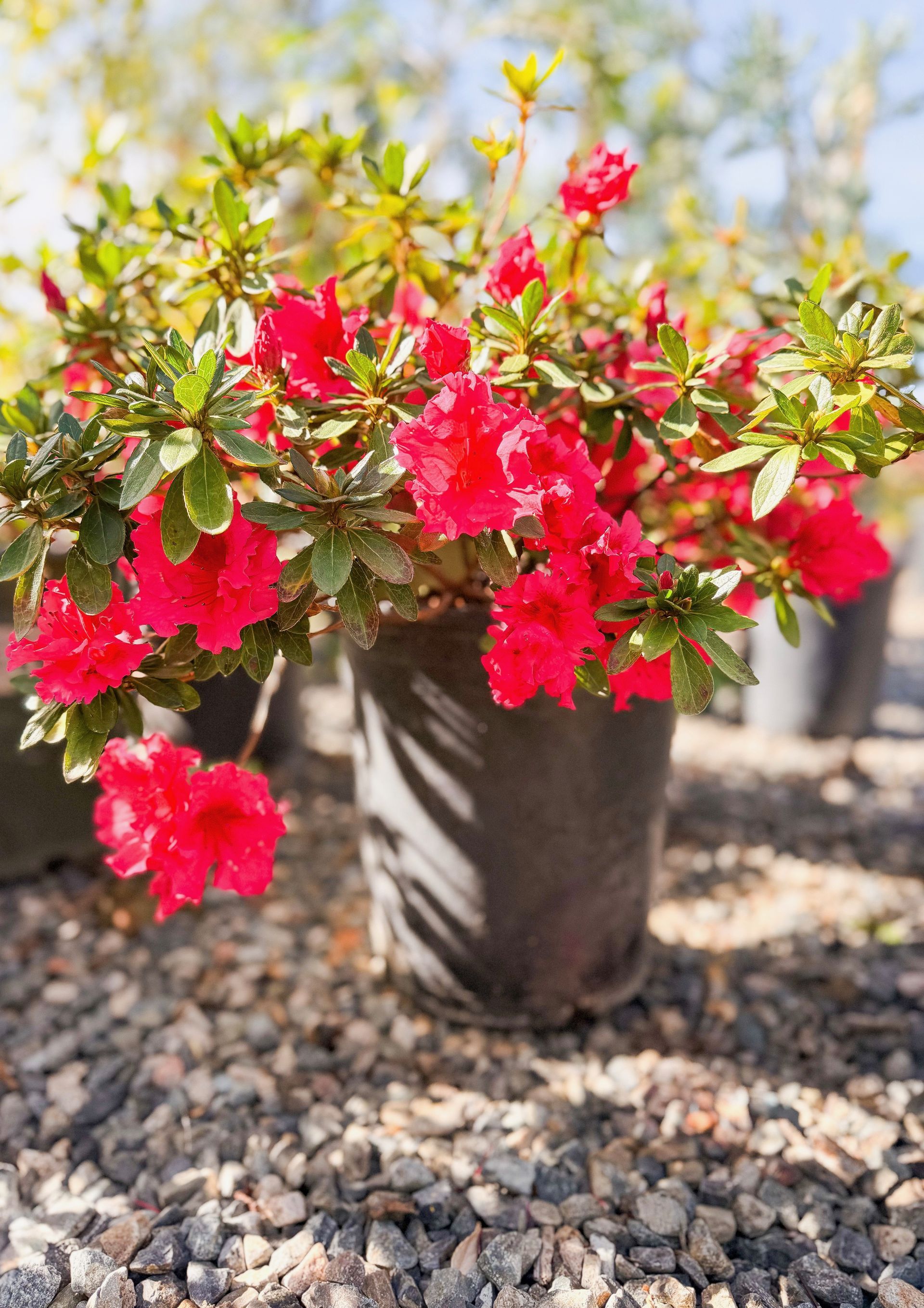 Red azalea plant in a black pot on a bed of gravel, in a sunny outdoor setting.