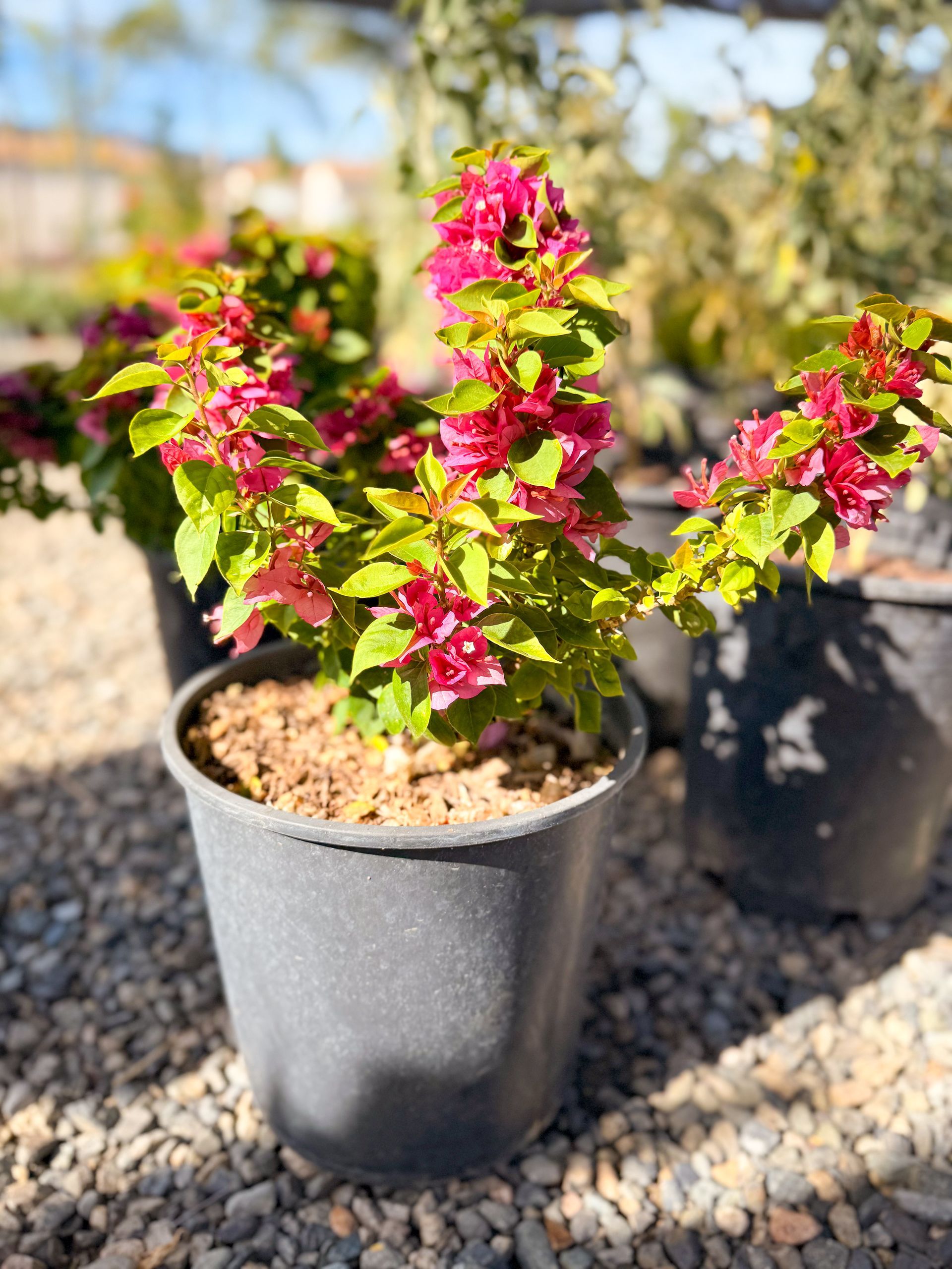 Potted plant with bright red and green foliage and flowers, set on gravel.