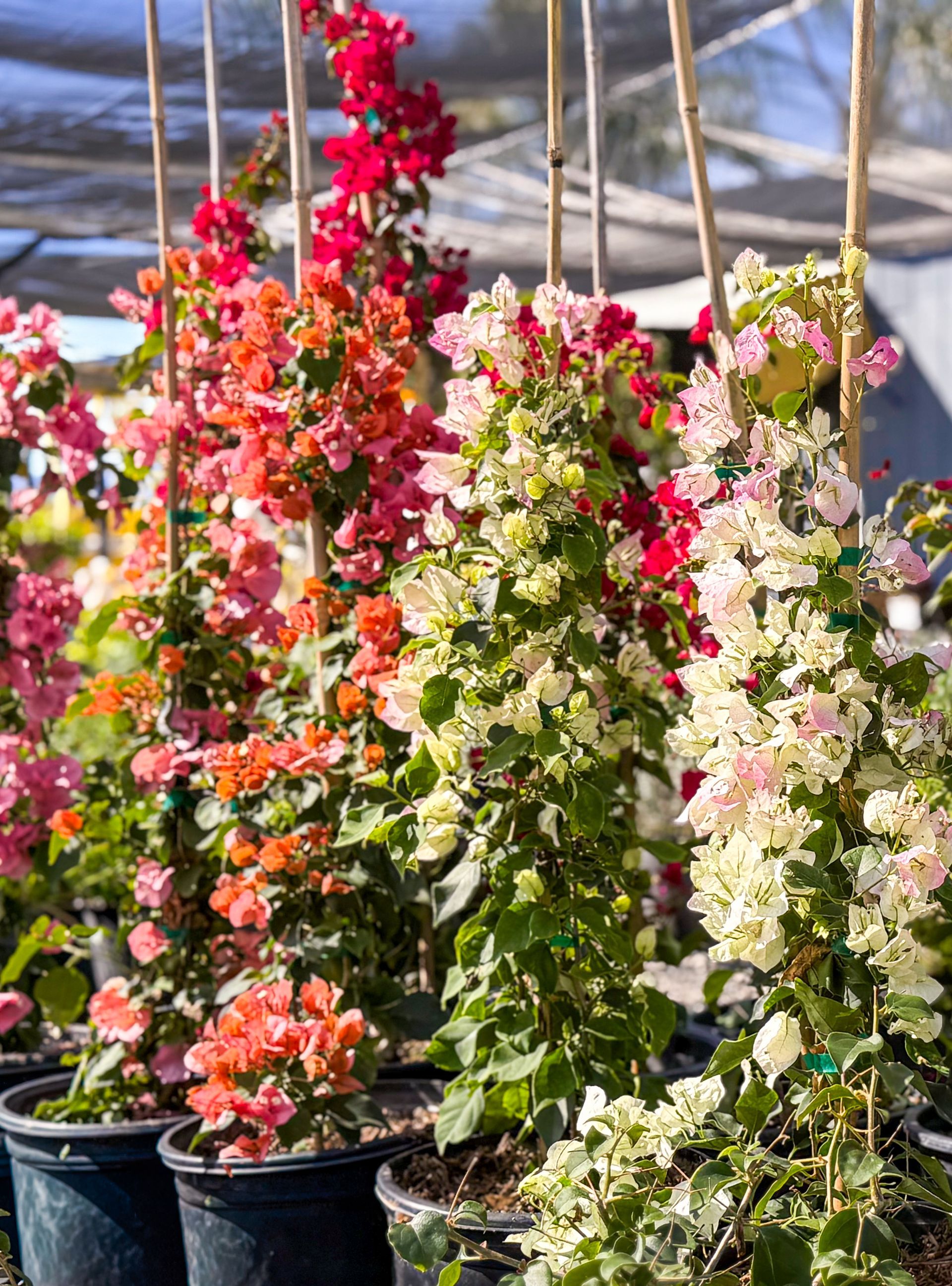 Bougainvillea plants in pots with colorful bracts: red, pink, orange, white, and green foliage.