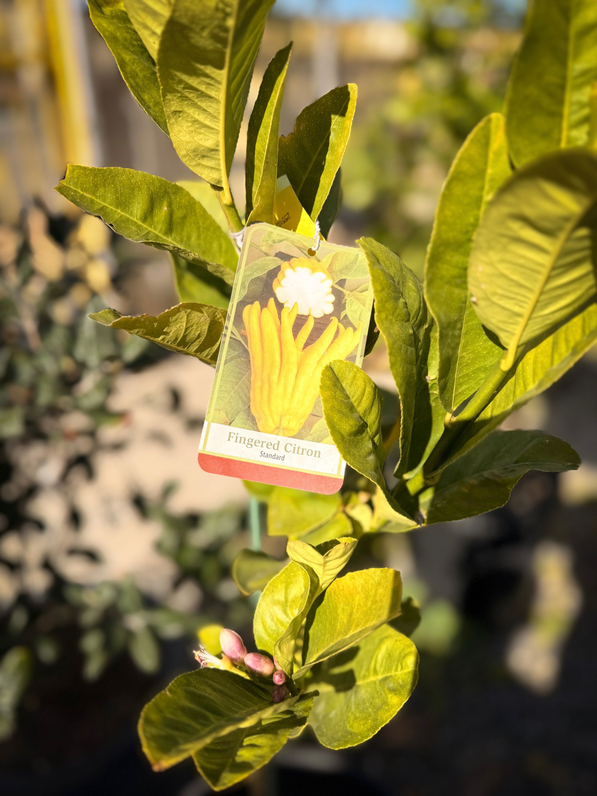 Close-up of a Buddha's Hand citron plant with yellow-green leaves and a product tag.