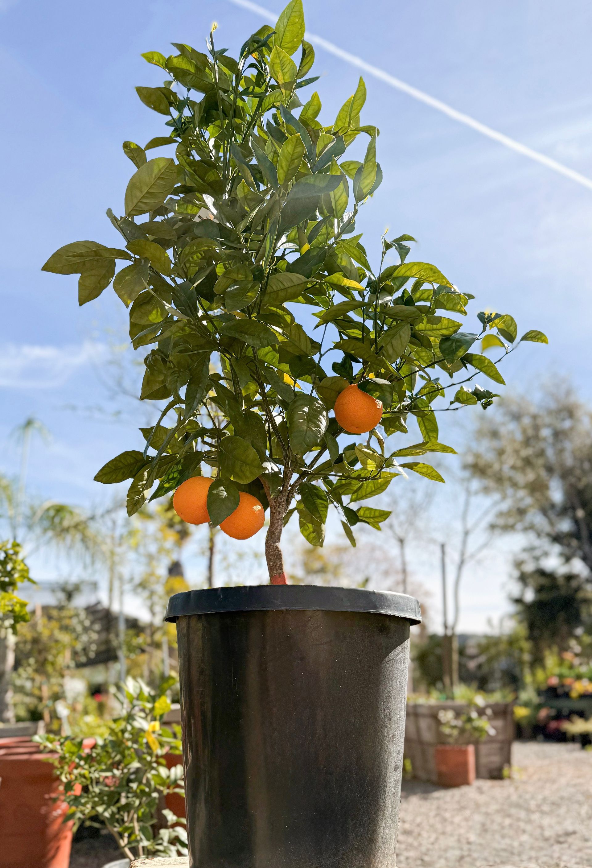 Orange tree in a black pot with three oranges, under a blue sky, in a garden.