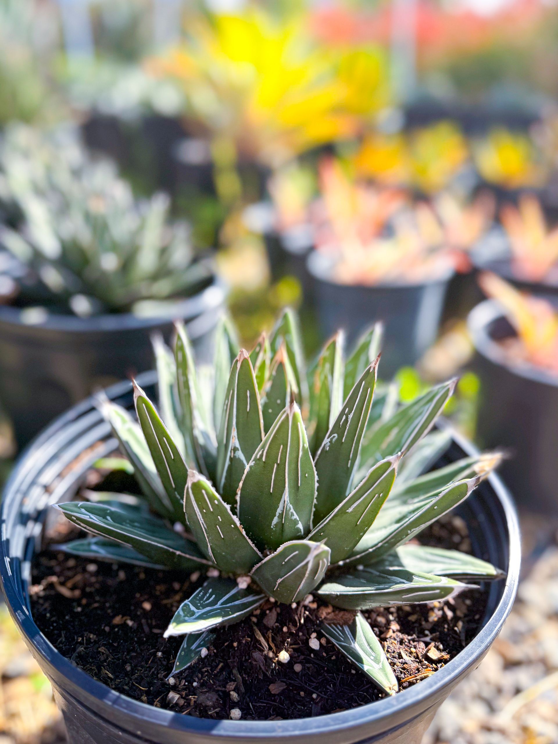 Succulent plant with sharp leaves, white edges, in a black pot, surrounded by other potted plants, outdoors.