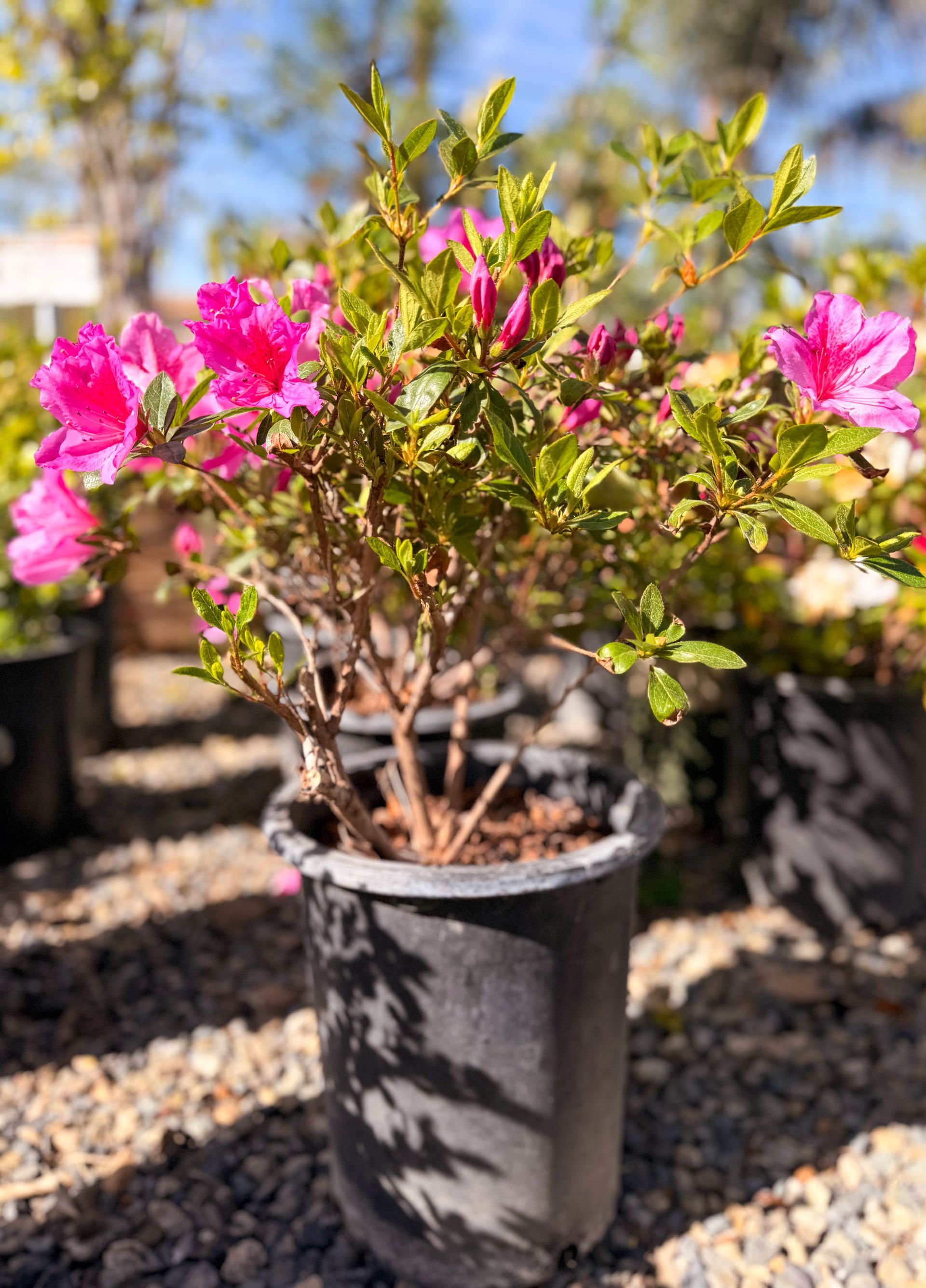 Pink azalea flowers in a black pot, outdoors in sunlight.