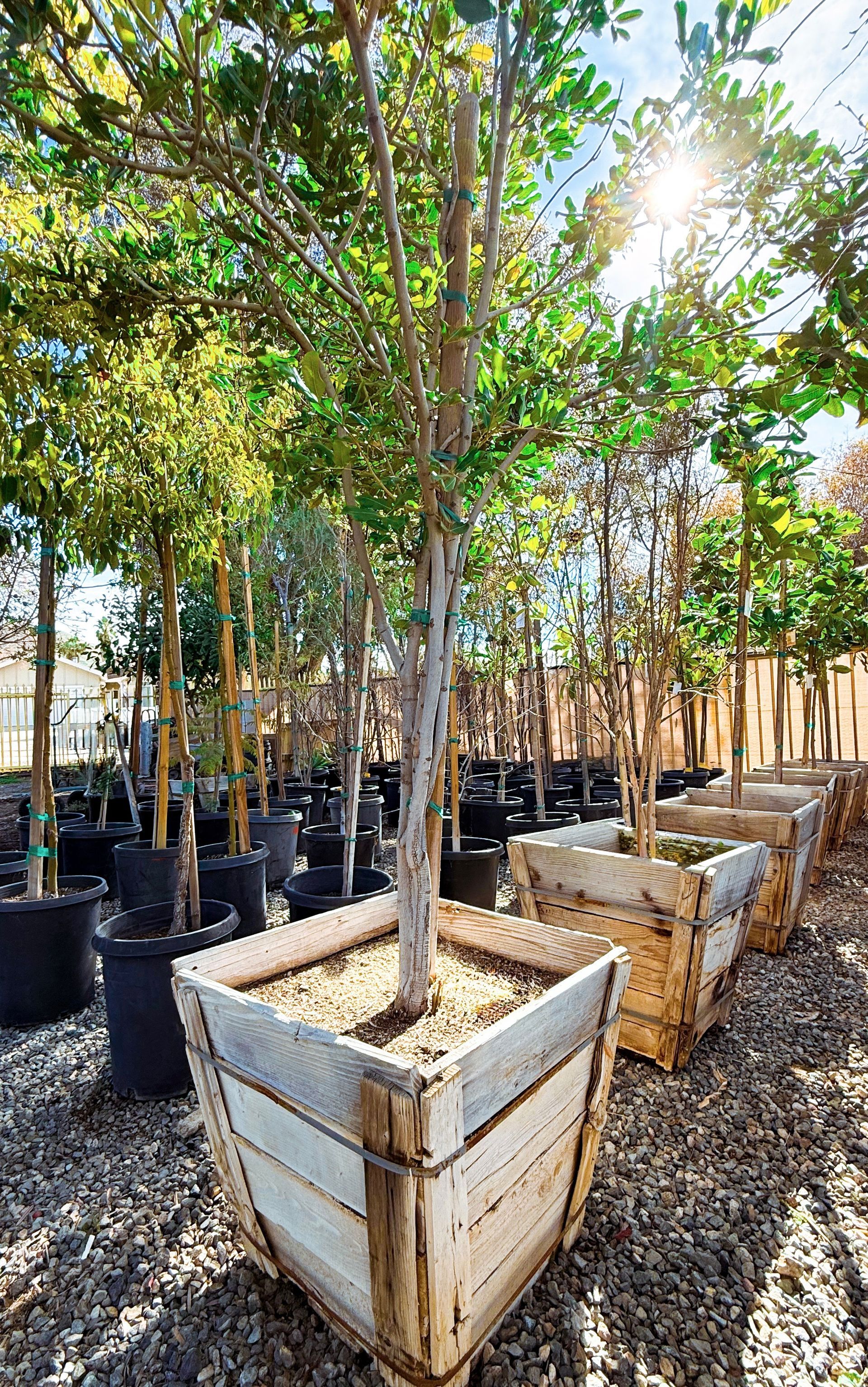 Trees in wooden planters at a nursery, sunlight filtering through the leaves.