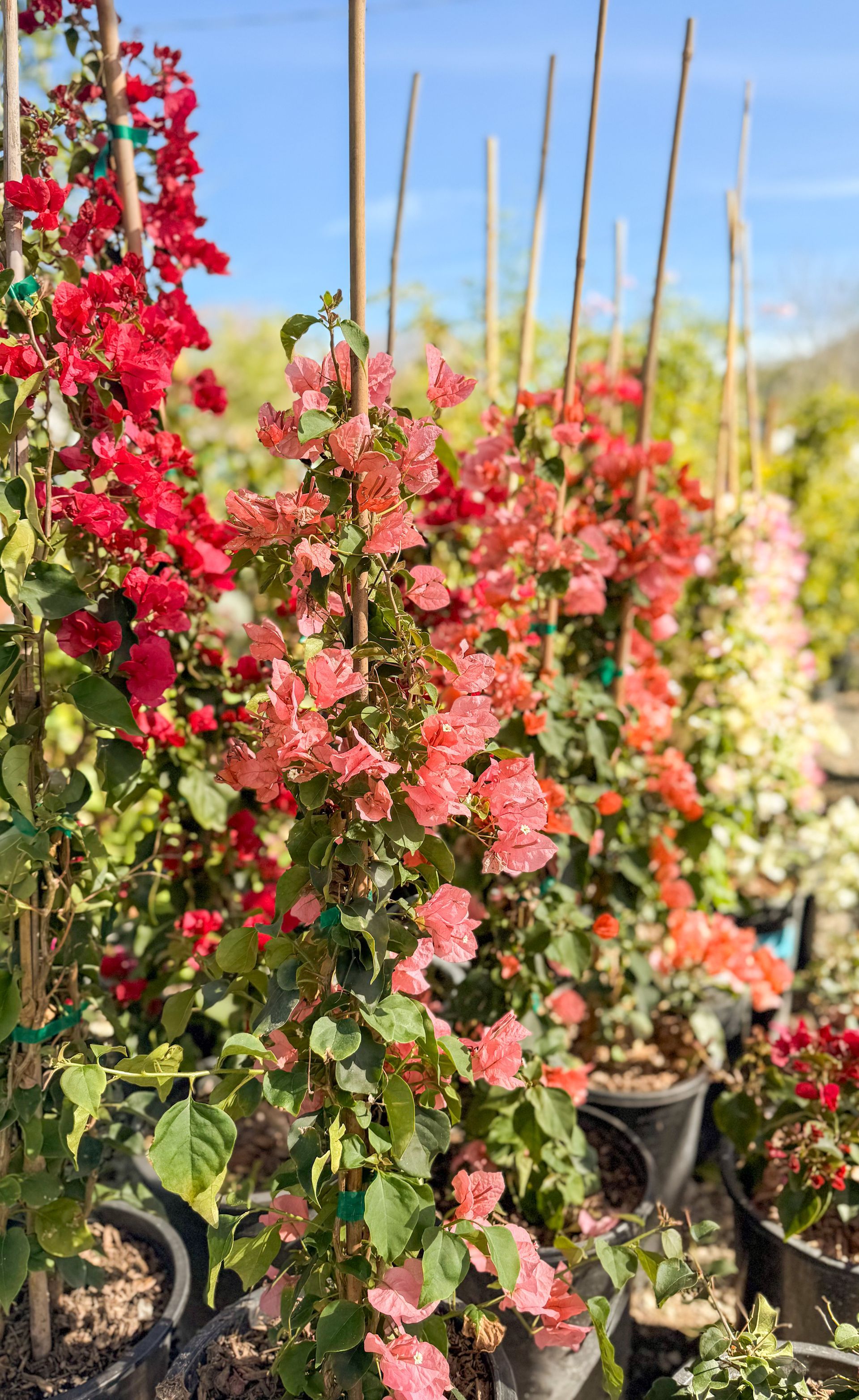 Rows of colorful bougainvillea flowers in pots, varying shades of red, pink, and orange, against a blue sky.