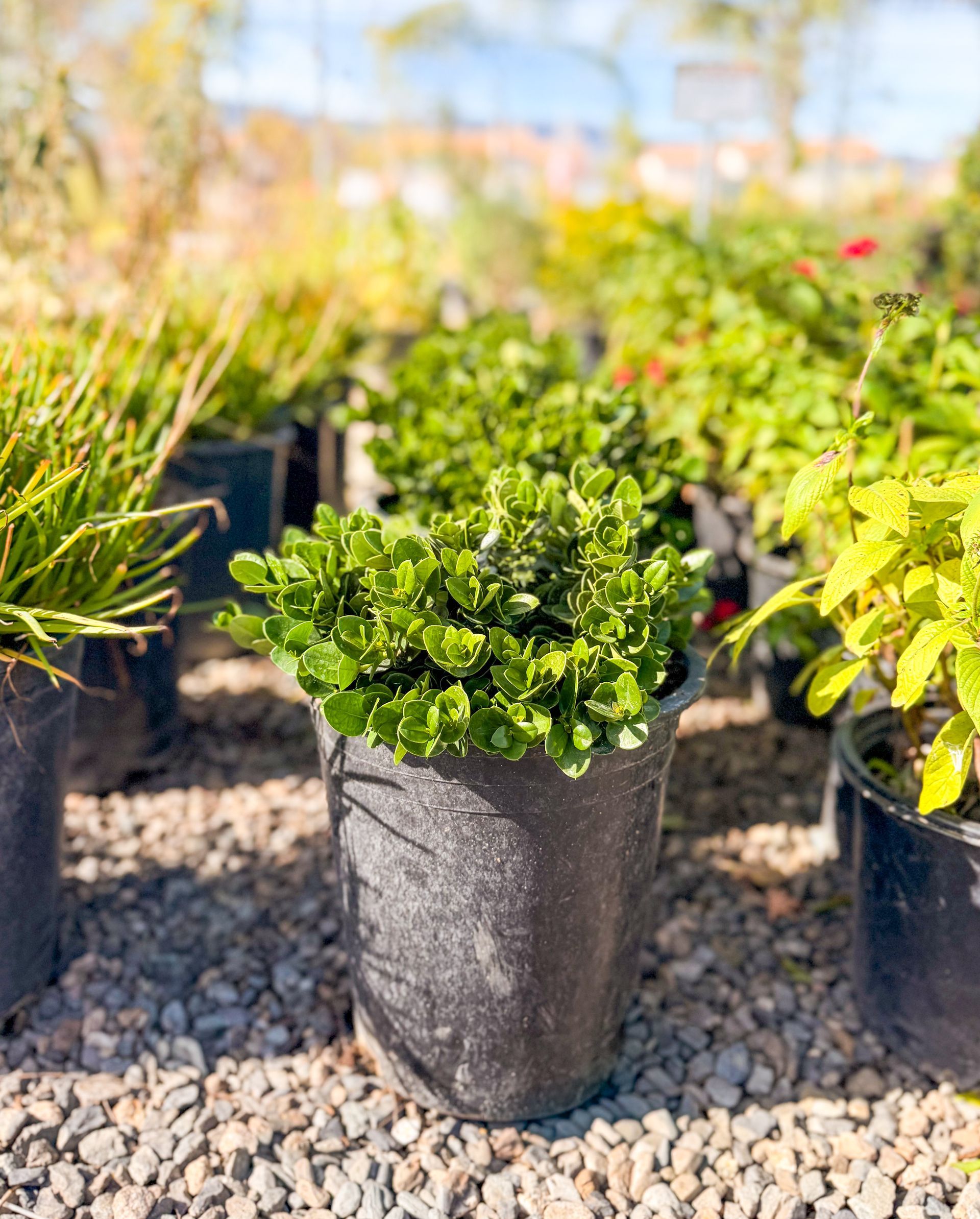 Green leafy plant in a black pot, surrounded by other potted plants in a sunny outdoor setting.