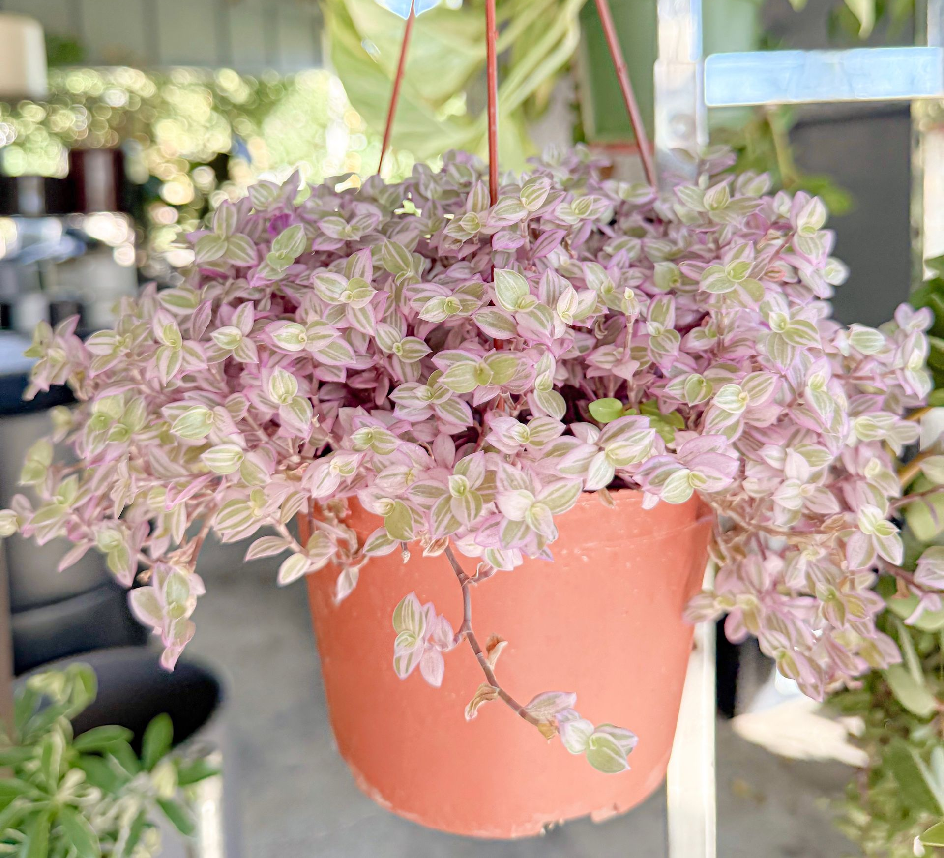 Sunset Nursery & Garden