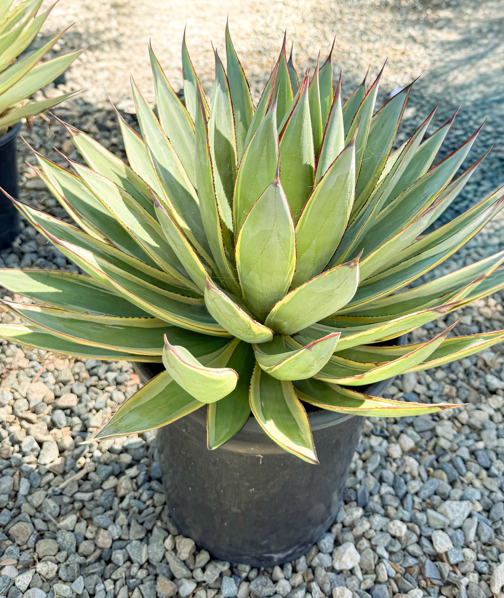 Agave plant in a black pot, green leaves with yellow edges, set on gravel.