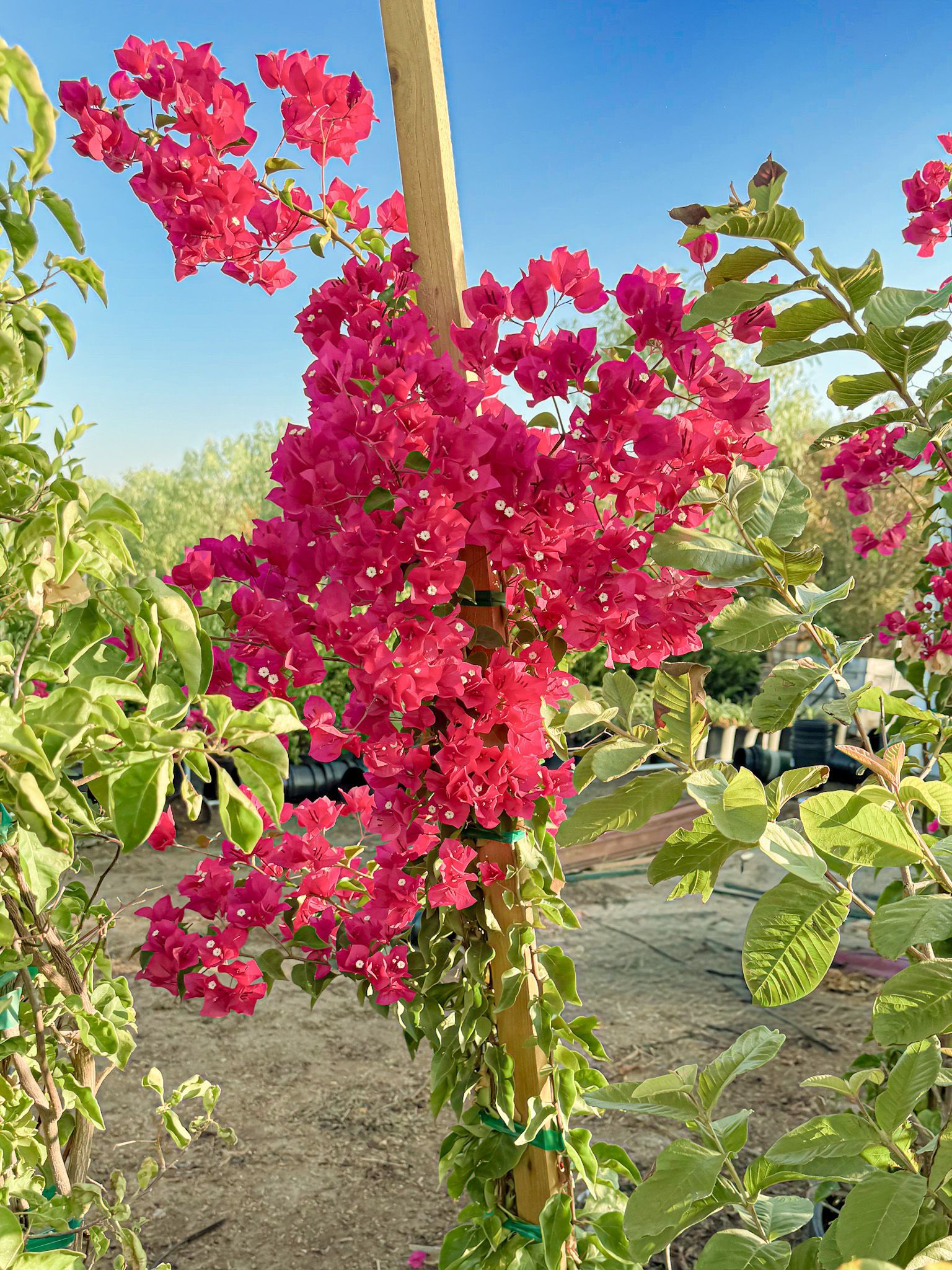 Pink bougainvillea climbing a wooden post under a clear blue sky.