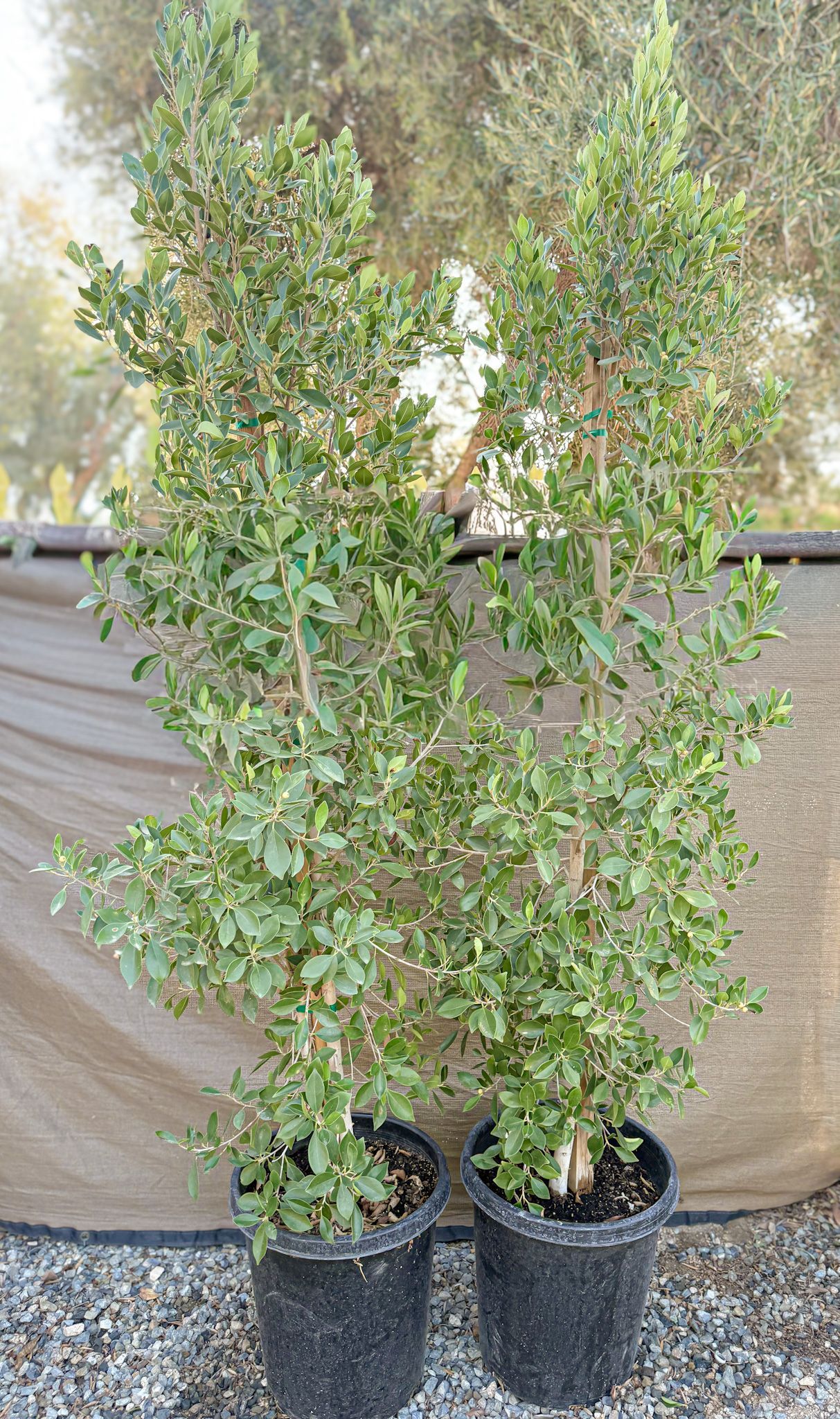 Two narrow, leafy trees in black pots. Green foliage, brown stems, on a gravel surface.