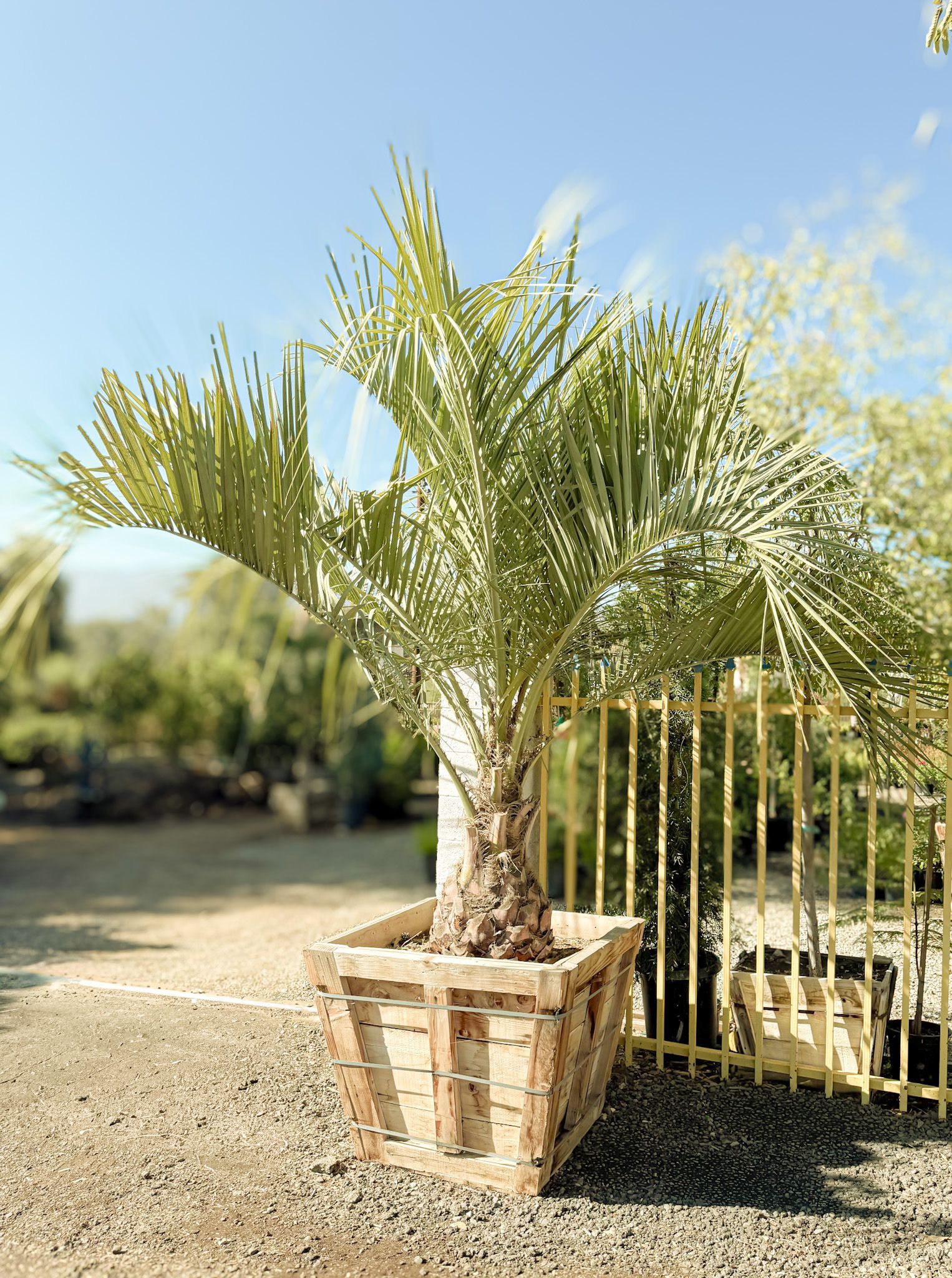 Palm tree in a wooden planter, outdoors by a yellow metal fence, sunny day.