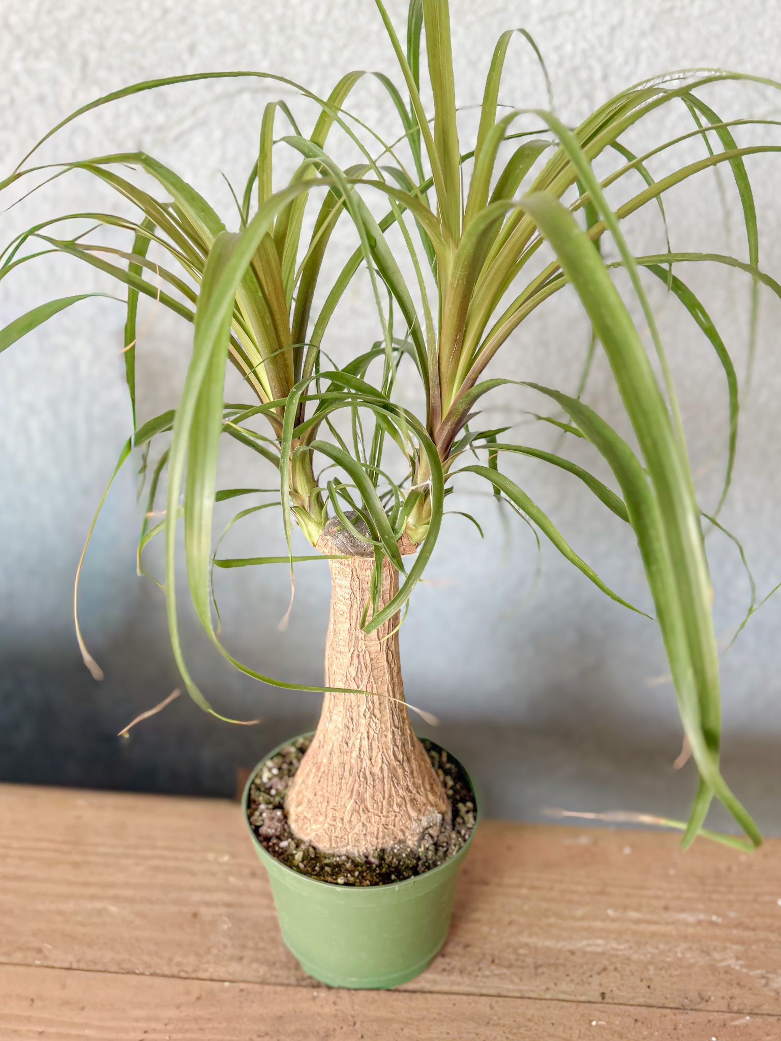 Ponytail palm plant in a green pot on a wooden surface, featuring a bulbous trunk and long, green leaves.