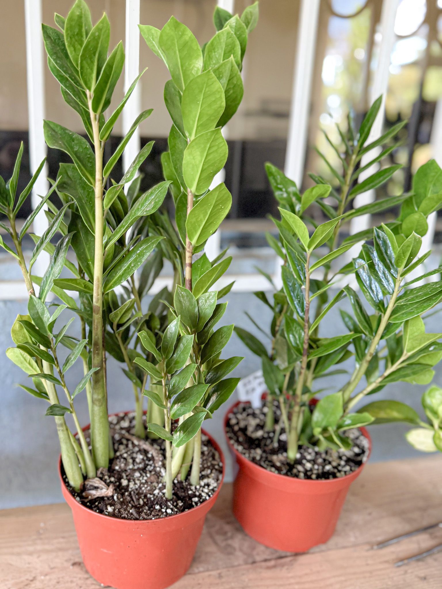 Two potted ZZ plants with green leaves, against a window.