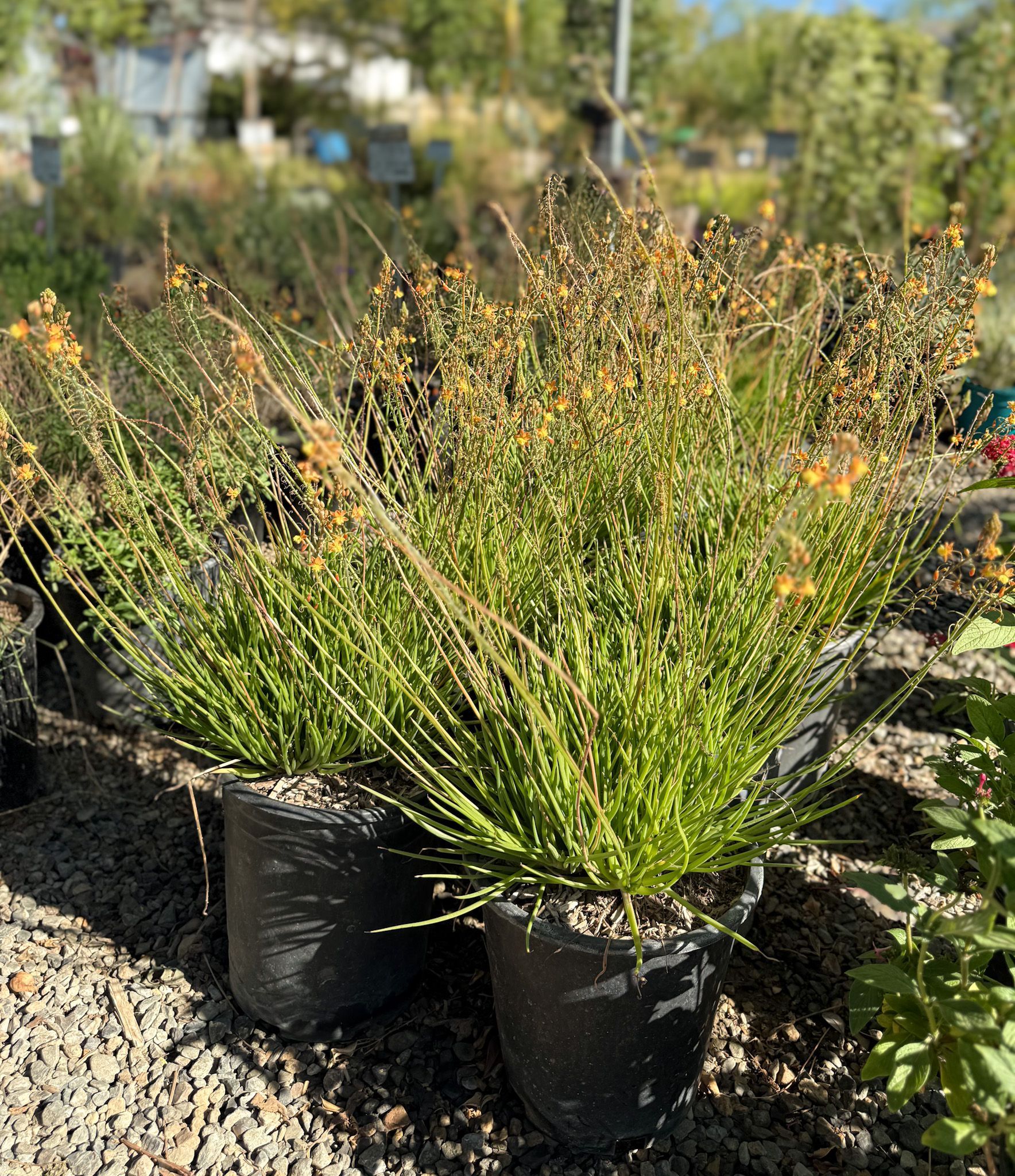 Bushy plant in black pots, with long green stems and small yellow flowers.
