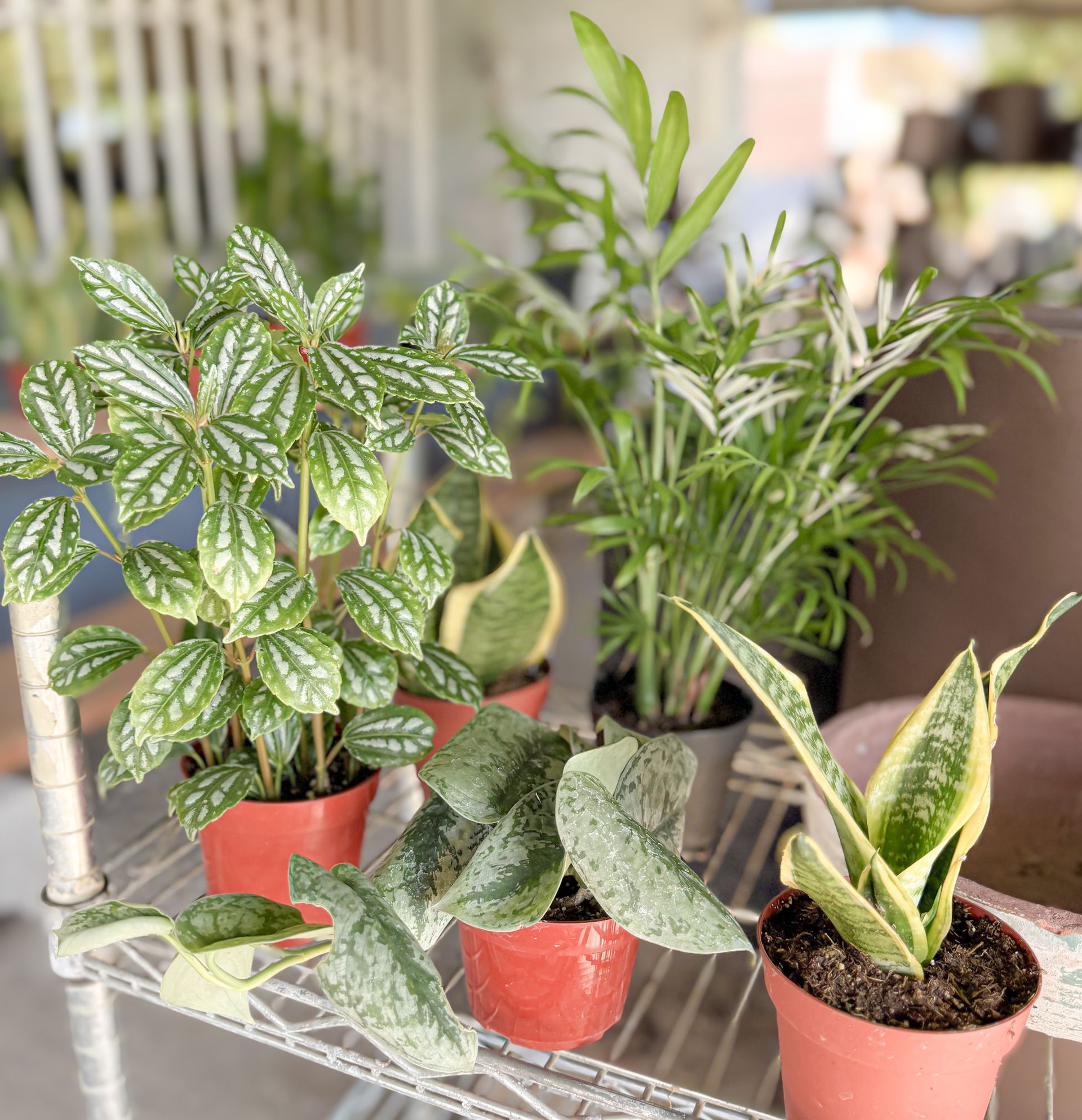 Assortment of potted plants on a white shelf: Pilea, snake plants, and a palm, with sunlight.