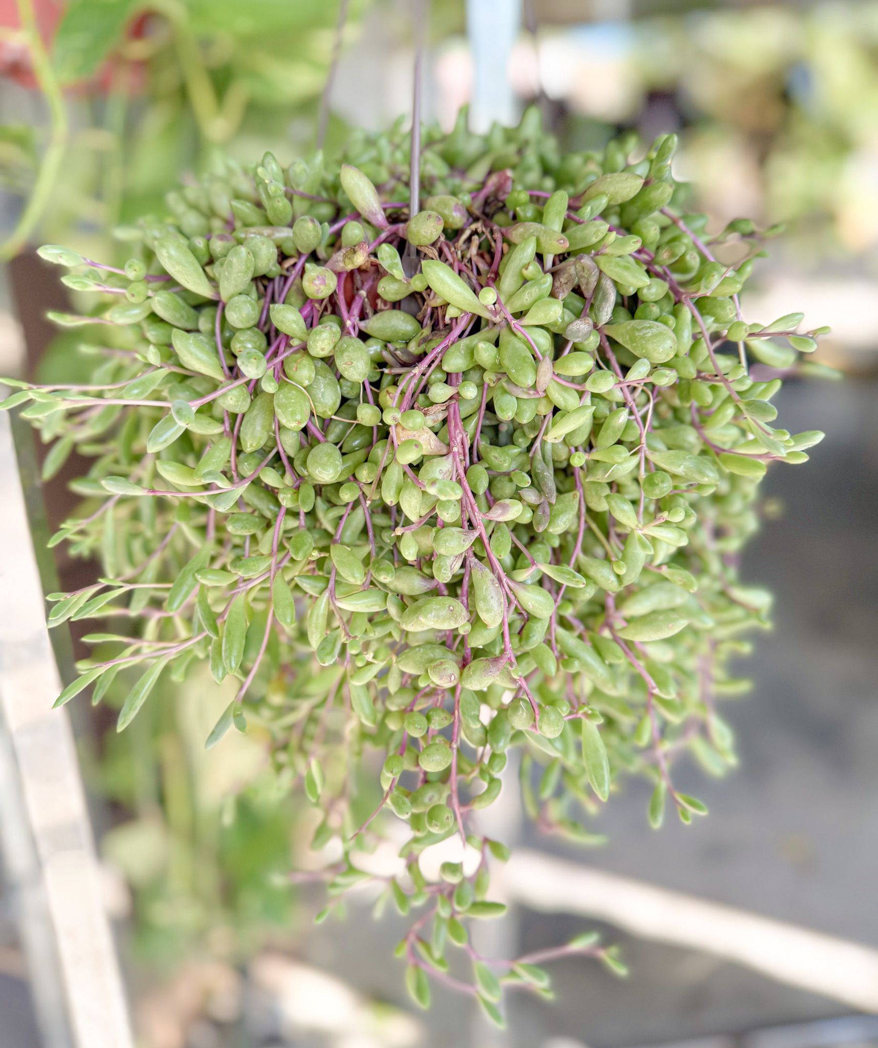 Hanging basket overflowing with cascading, teardrop-shaped green succulent leaves on reddish-purple stems.