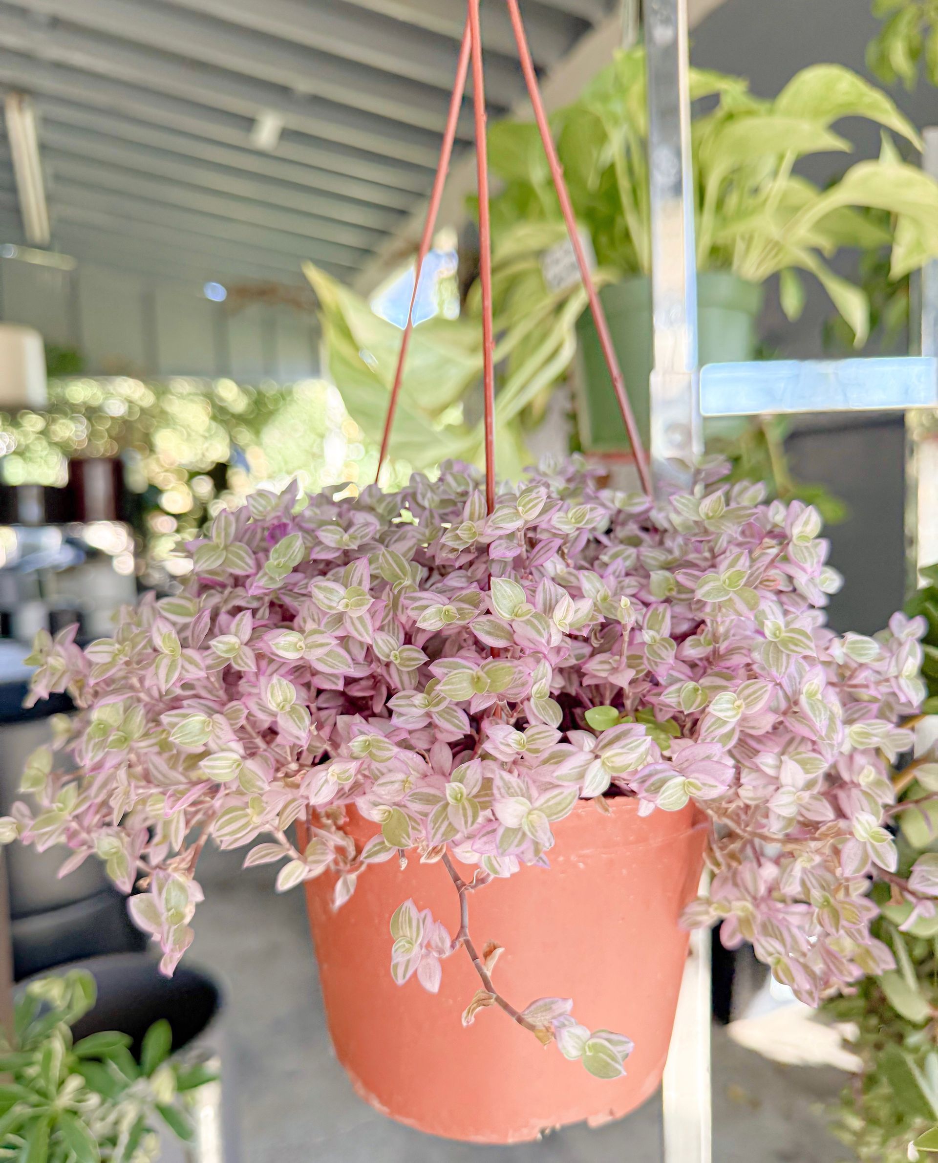 Pink and green Callisia repens plant in a hanging orange pot.