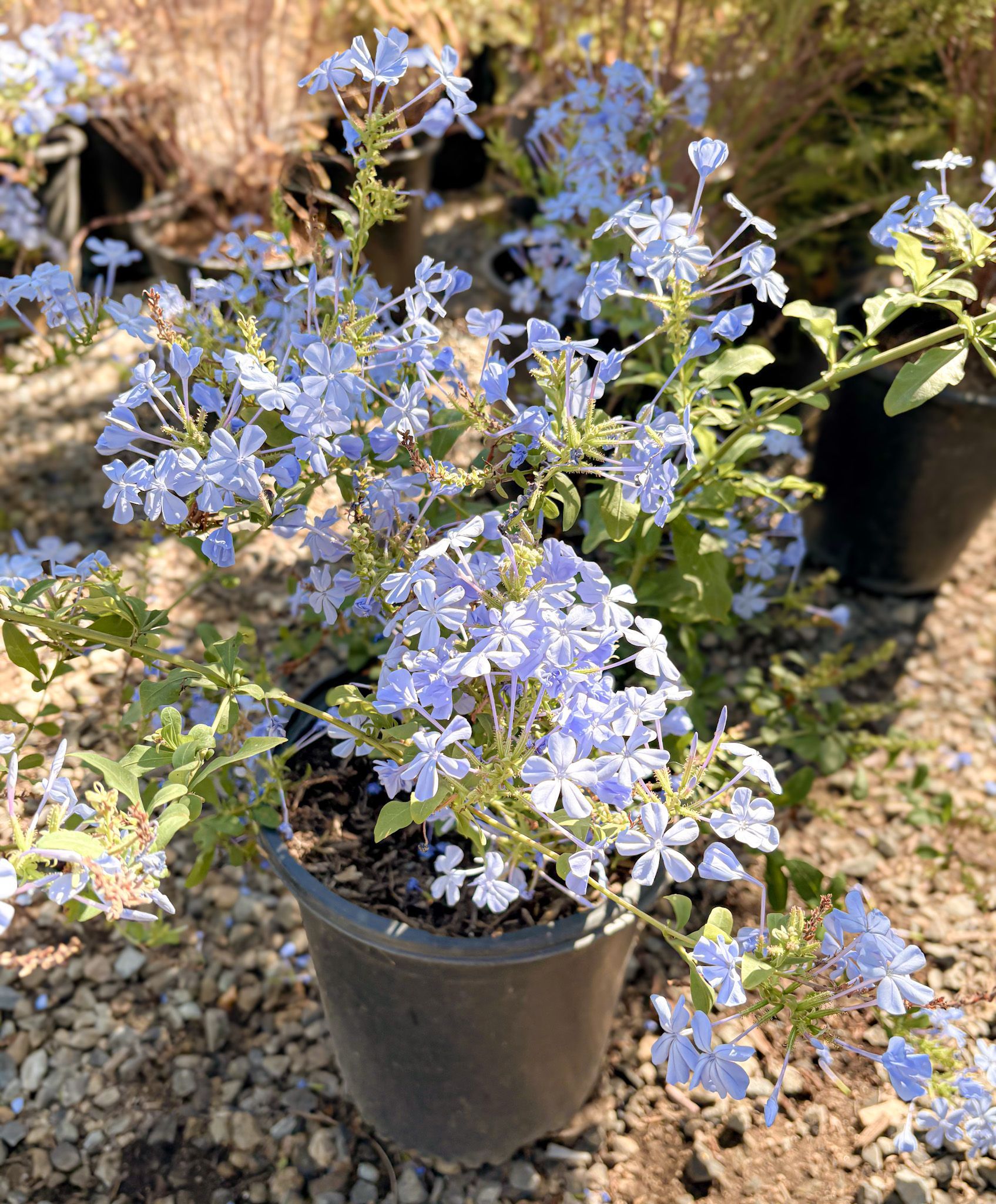 Bush with clusters of small, pale blue flowers blooming in a black pot on a gravel surface.