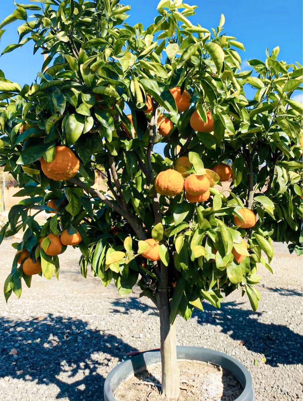 Orange tree in a pot, laden with ripe oranges and green leaves, against a blue sky.