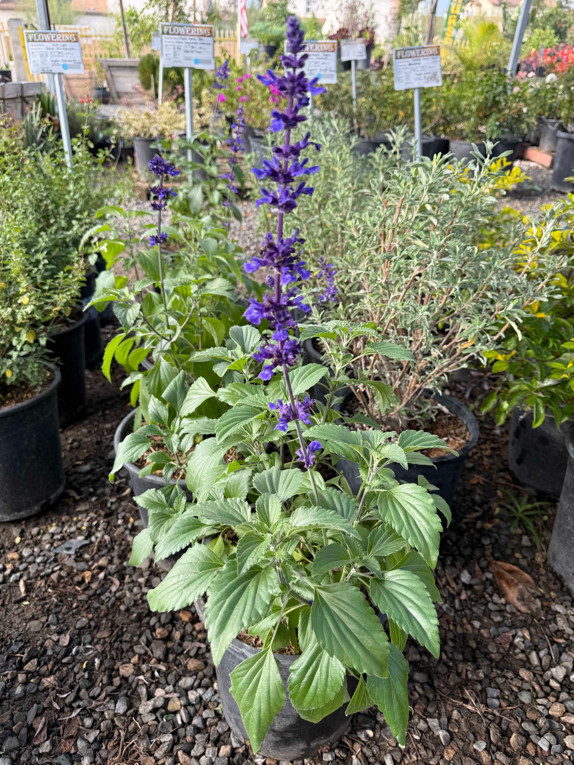 Purple Salvia plant in a black pot with a tall, vibrant flower spike. Surrounded by other plants.