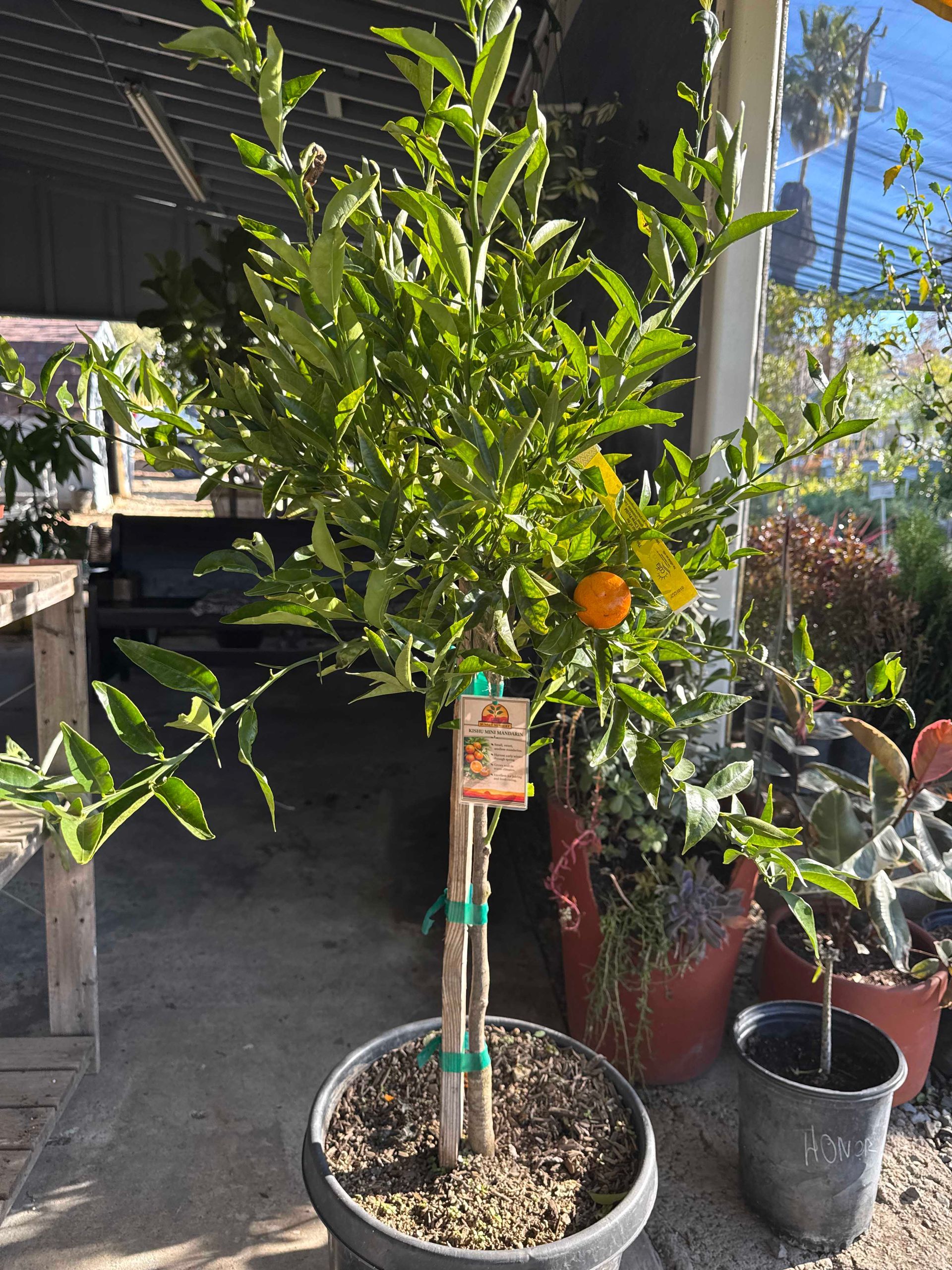 Potted citrus tree with green leaves and fruit, outdoors, near other plants.