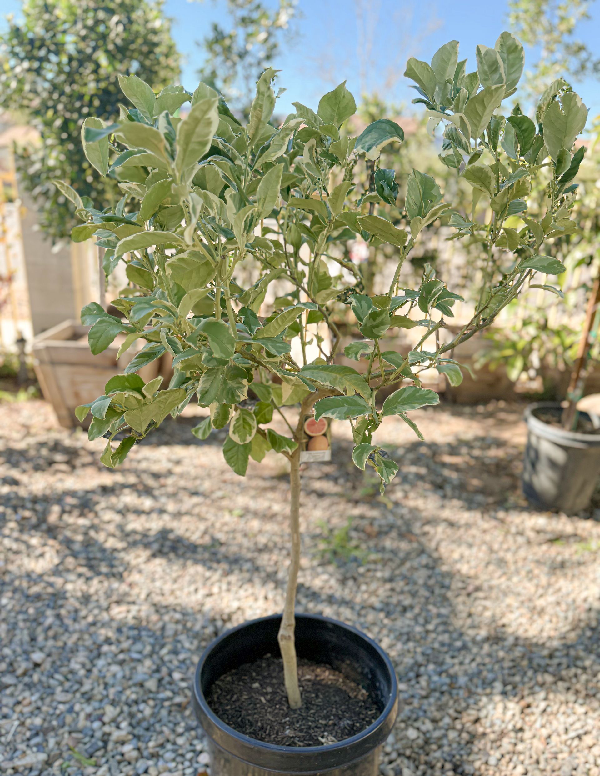 Small potted tree with variegated leaves; outdoors, sunny.