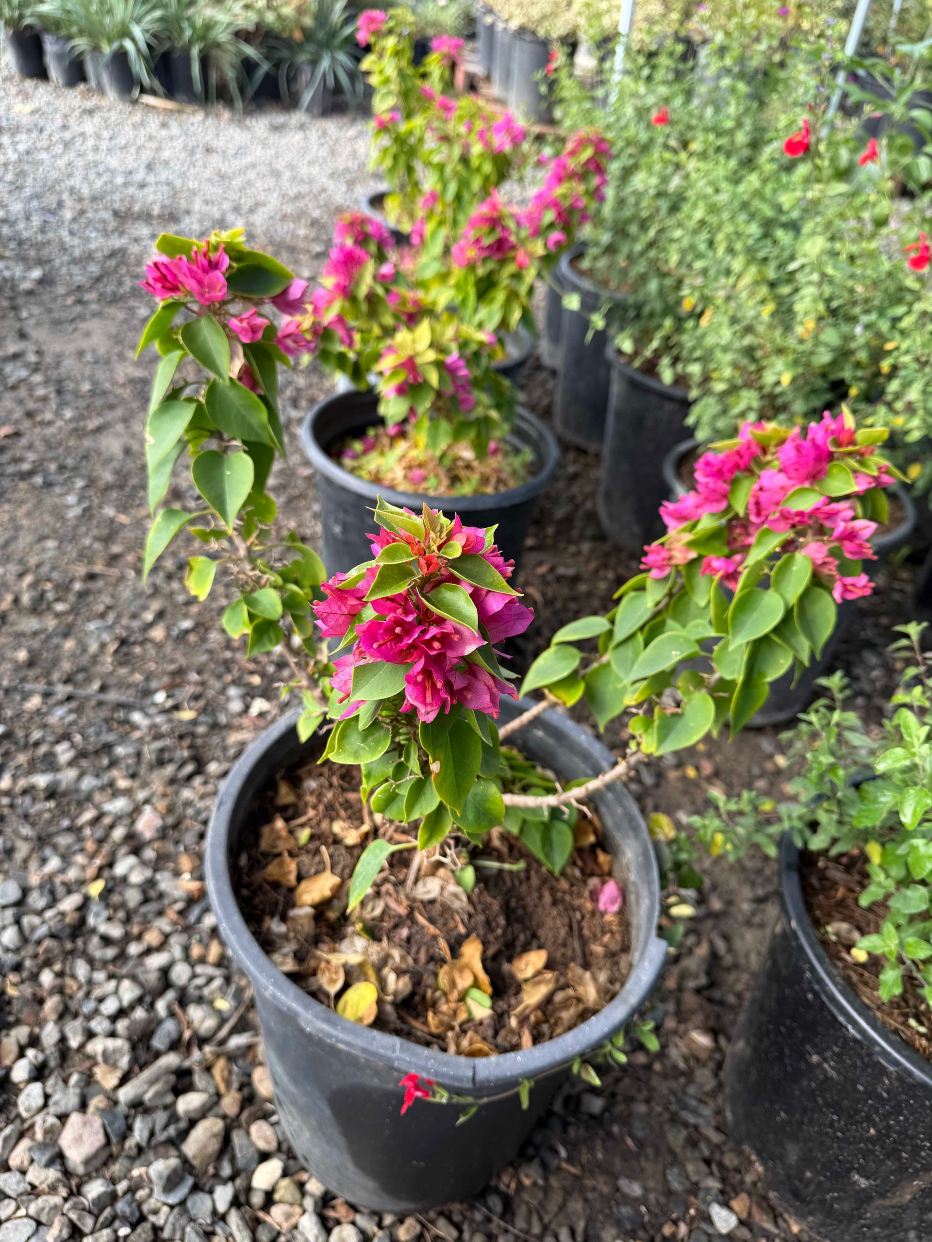 Bougainvillea plant in a black pot, vibrant pink bracts, green leaves, gravel ground, outdoor setting.