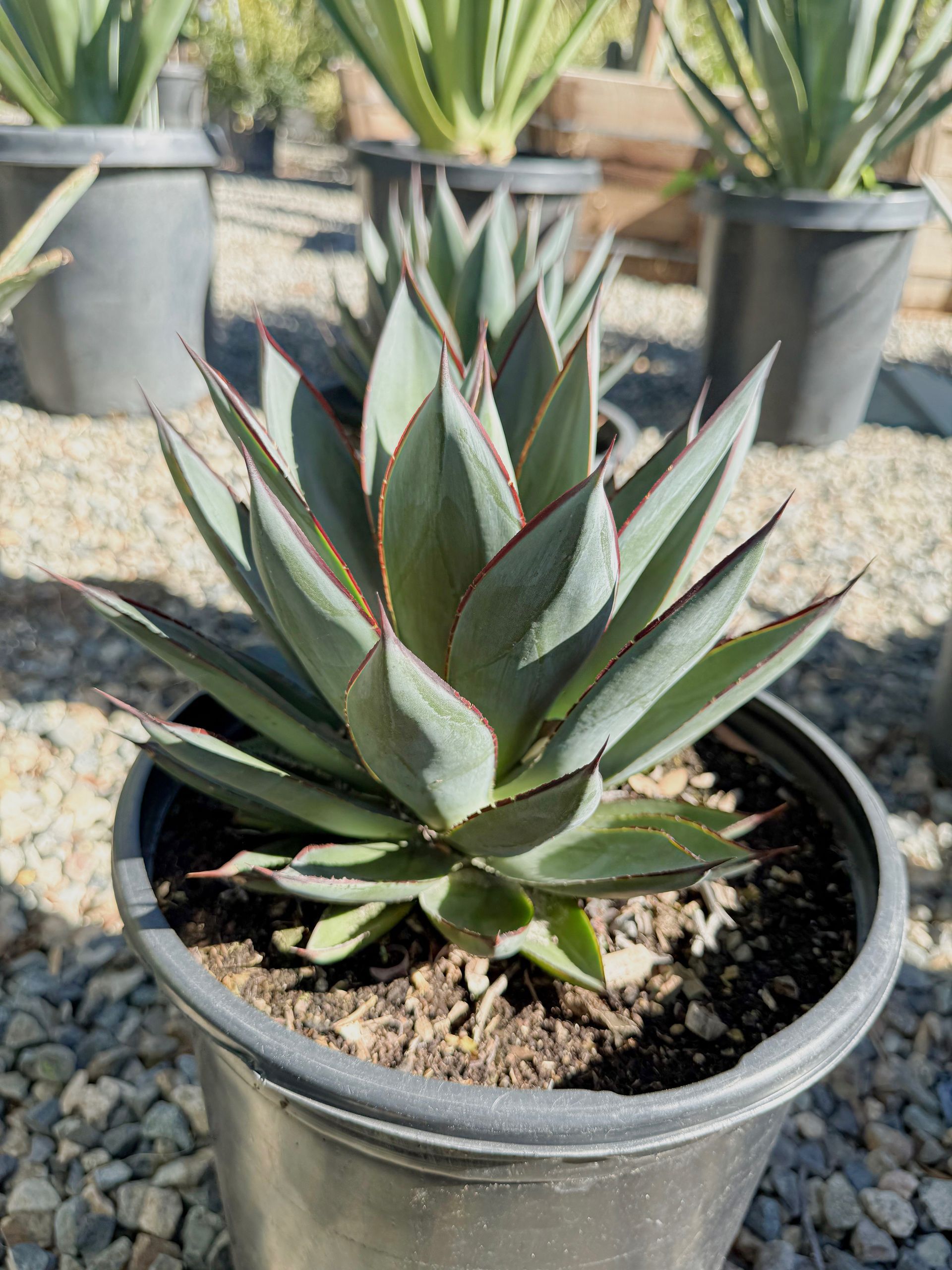 Agave plant with blue-green leaves and red edges in a black pot, other plants visible in background.