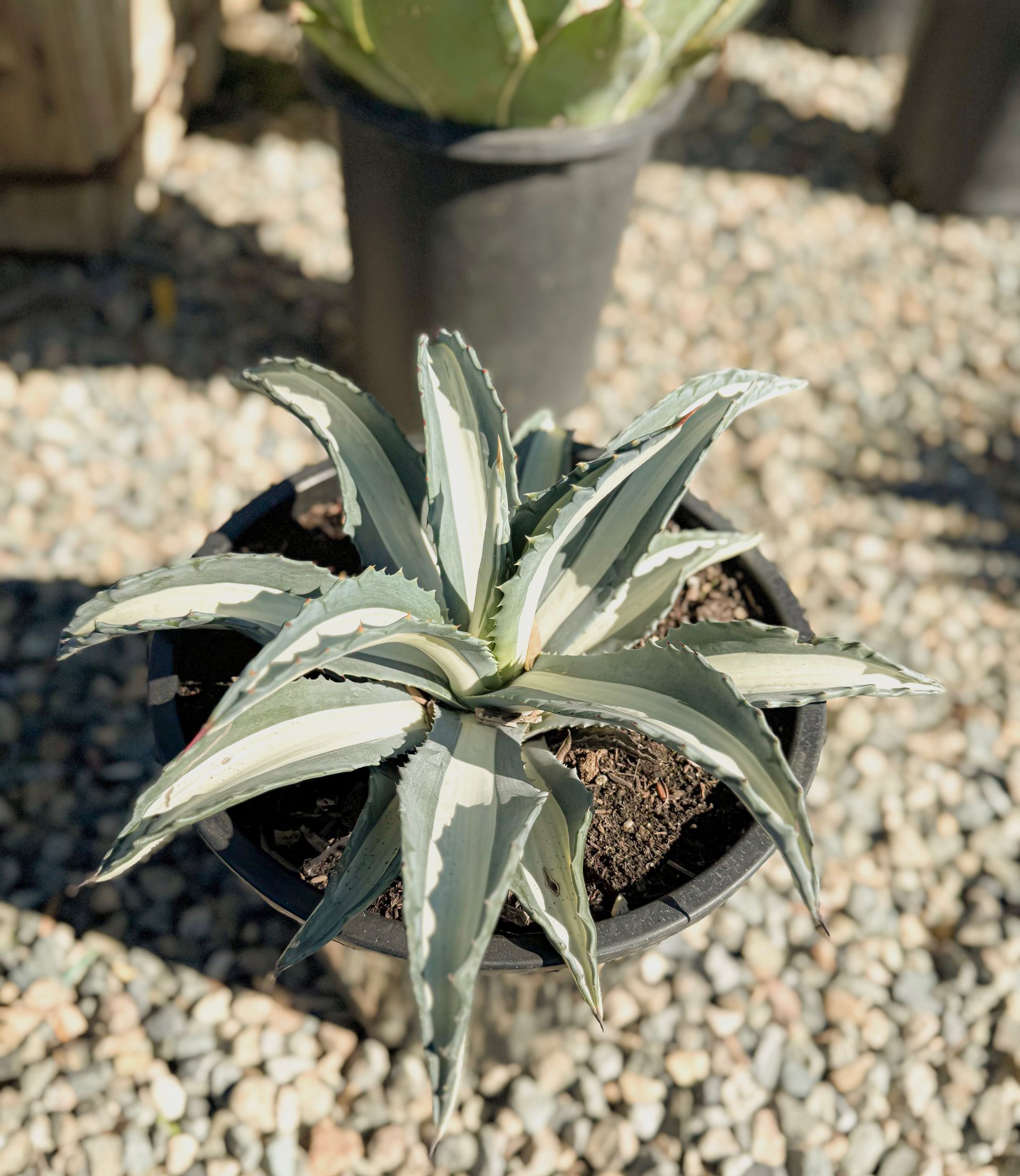 Succulent plant with pale green and white striped leaves in a black pot, sitting on gravel.