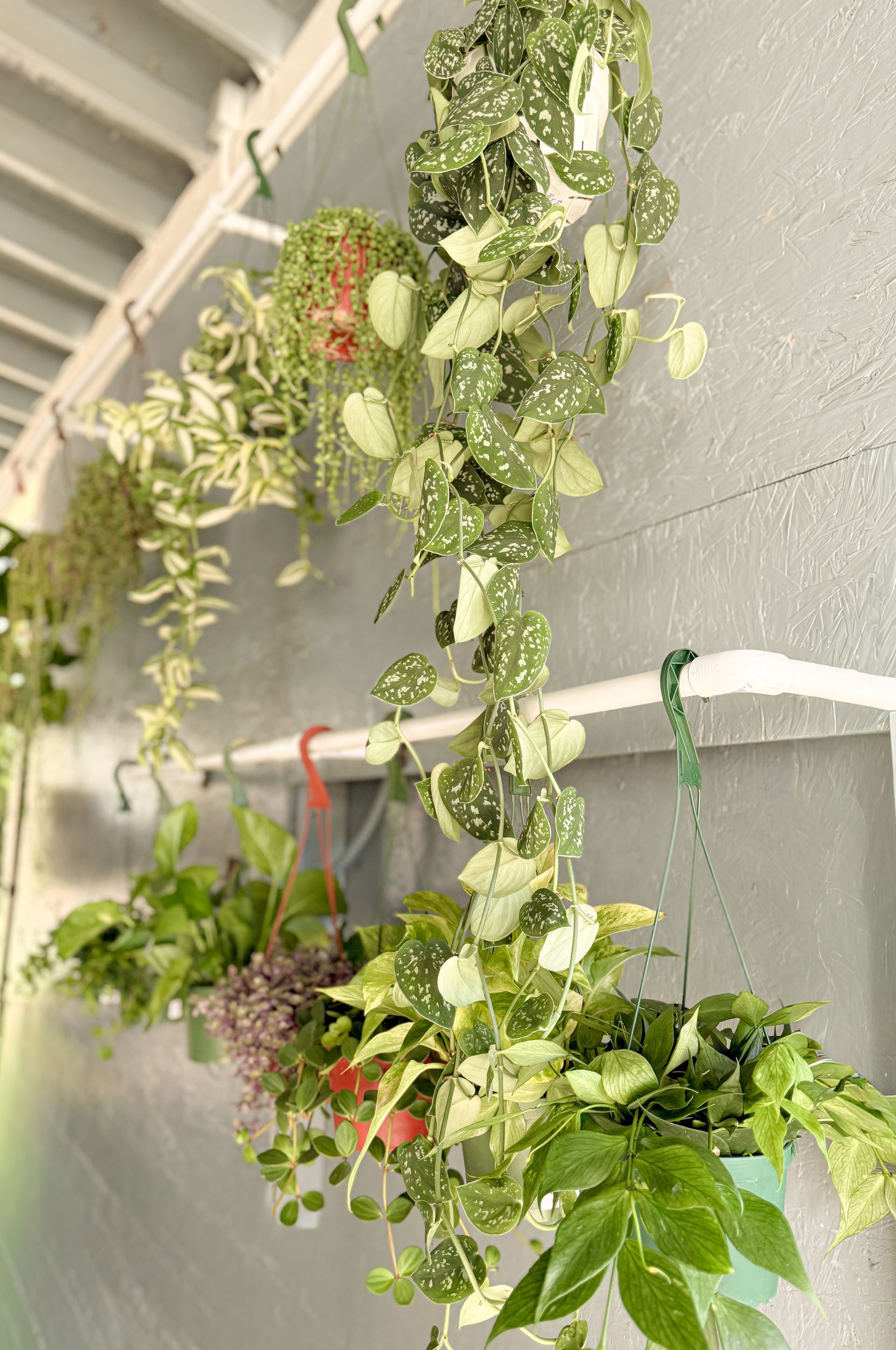 Variety of trailing plants in hanging pots on a wall, green and white foliage.